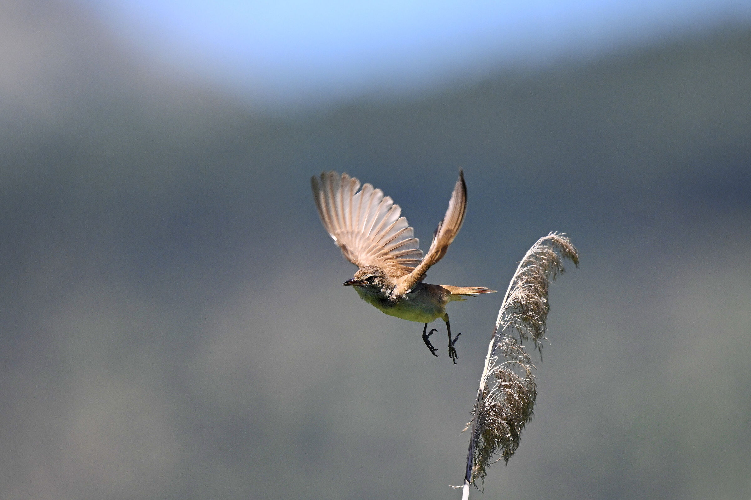 Great reed warbler
