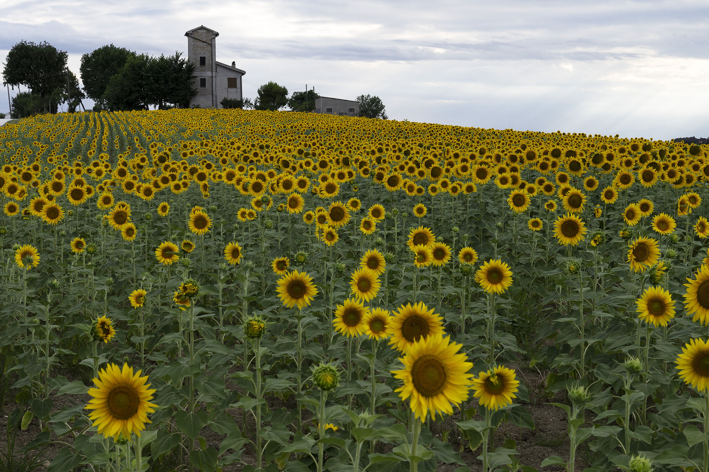 Marche countryside