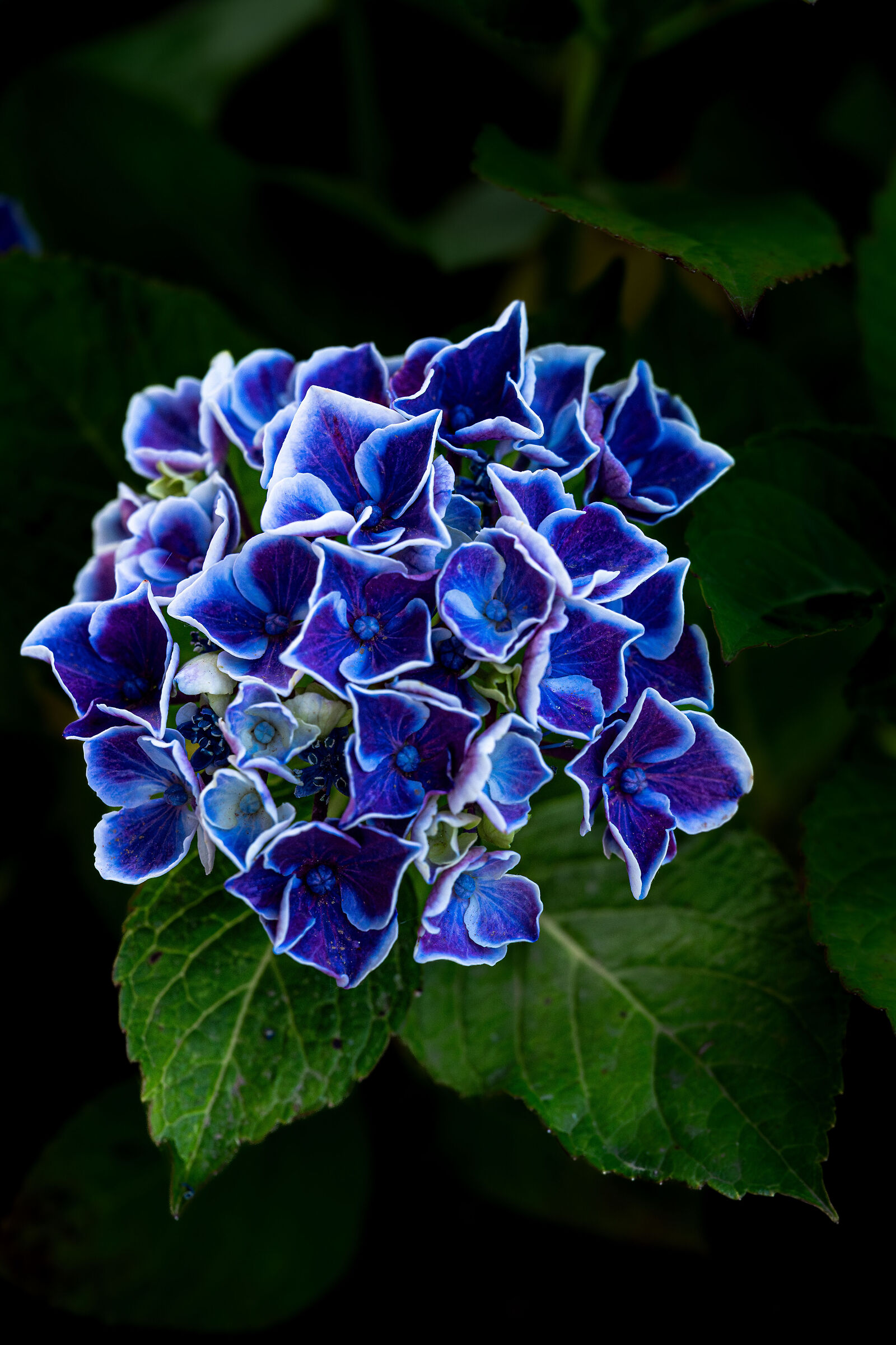 Ortensia