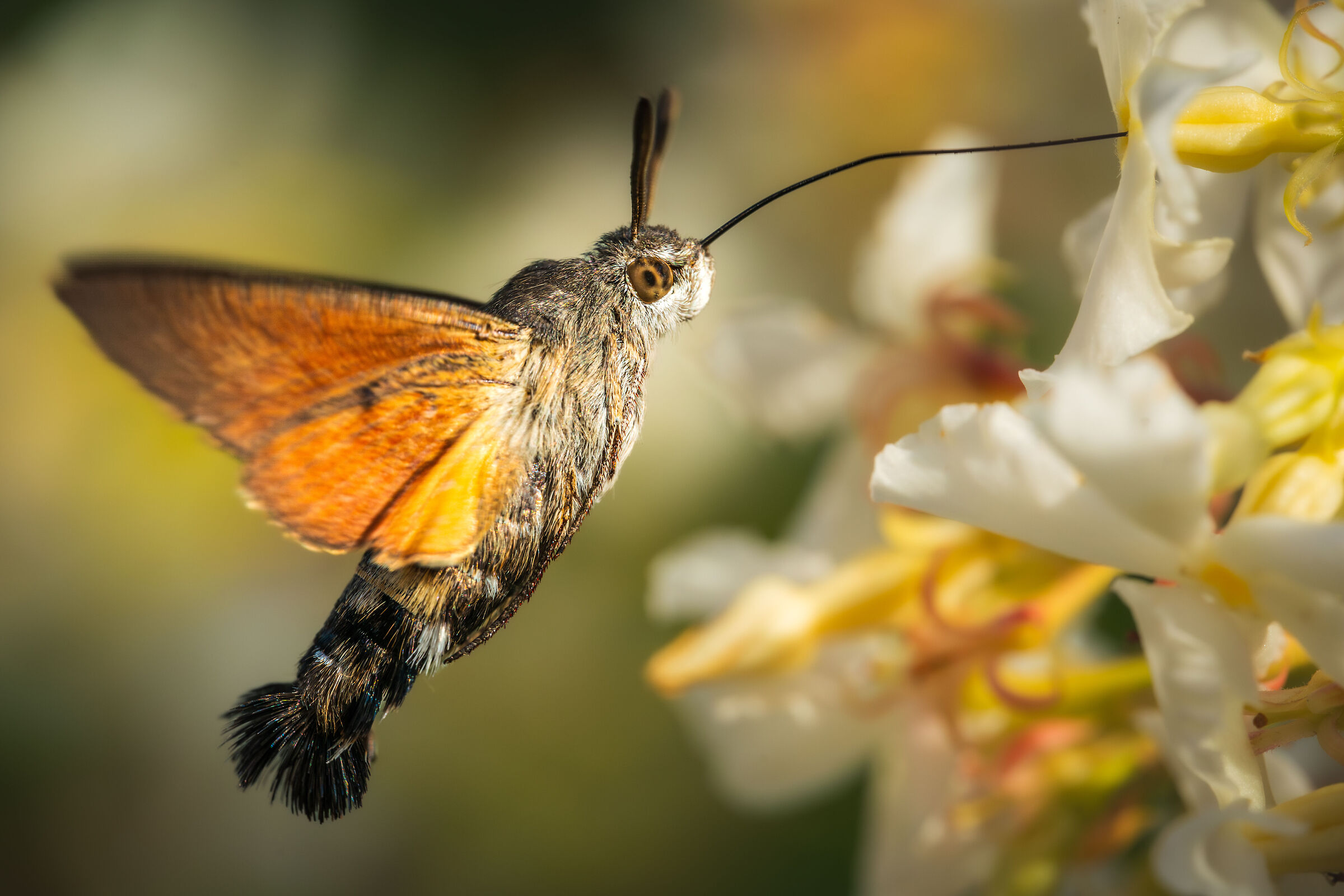 Macroglossum stellatarum