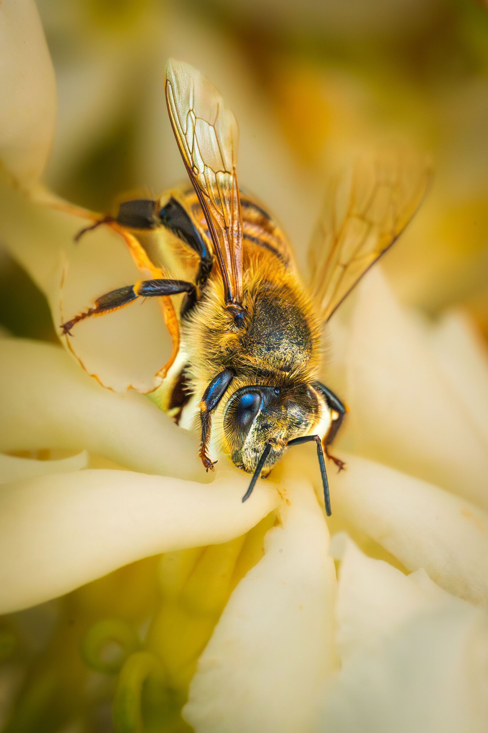 Apis mellifera