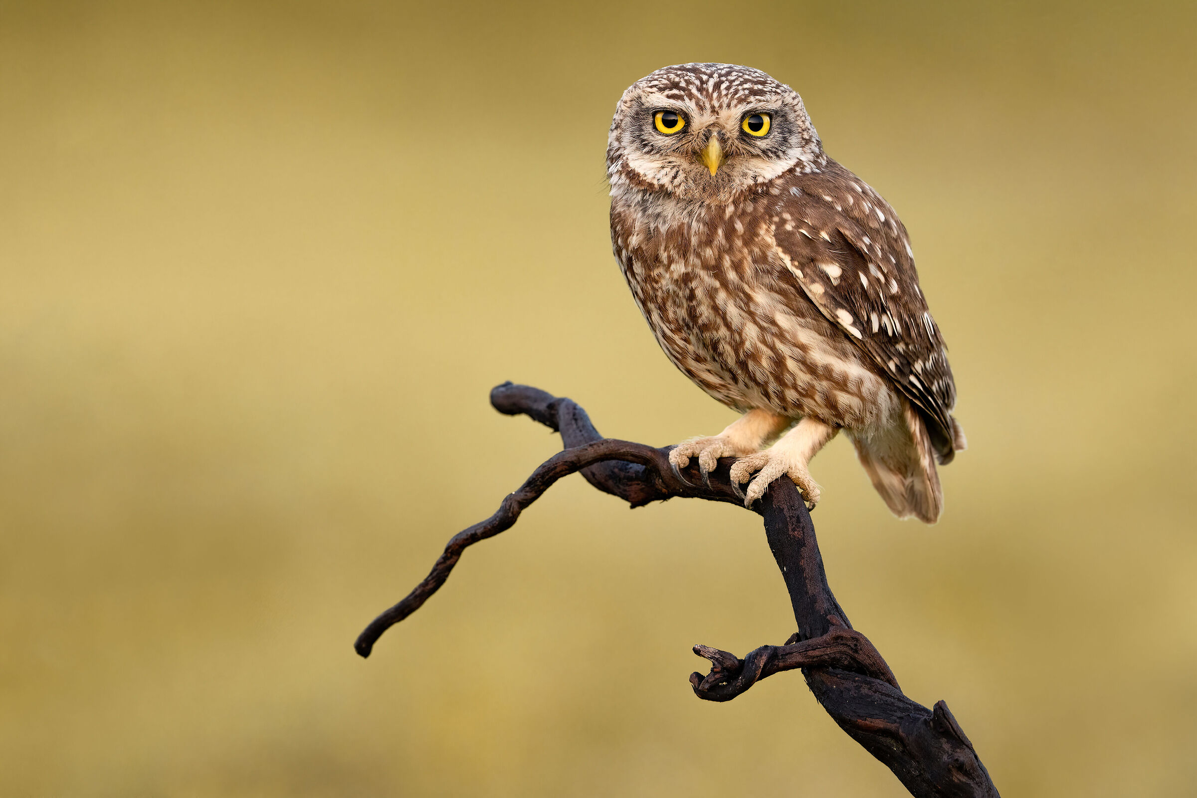 owl