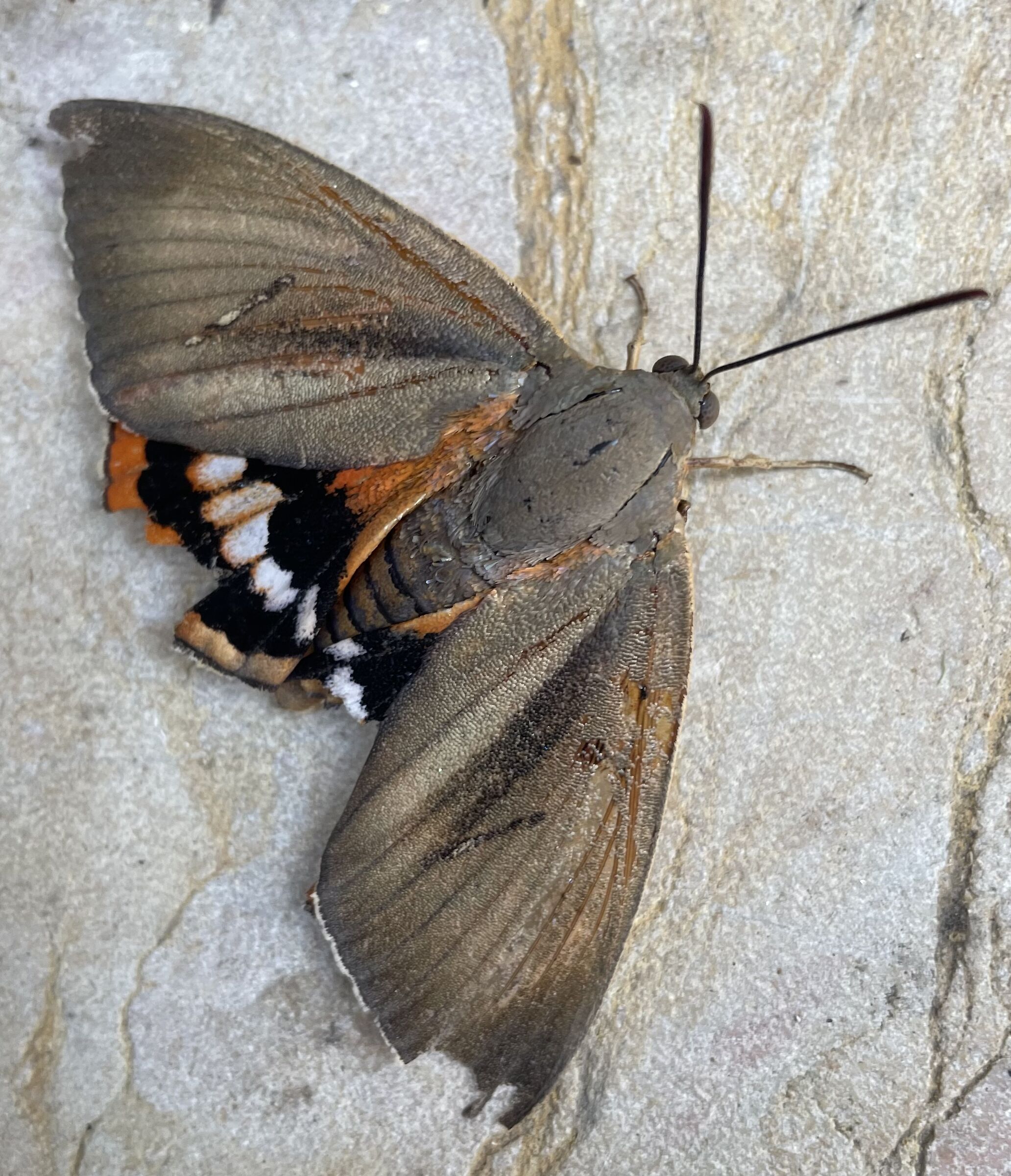 Farfalla crepuscolare in azione !