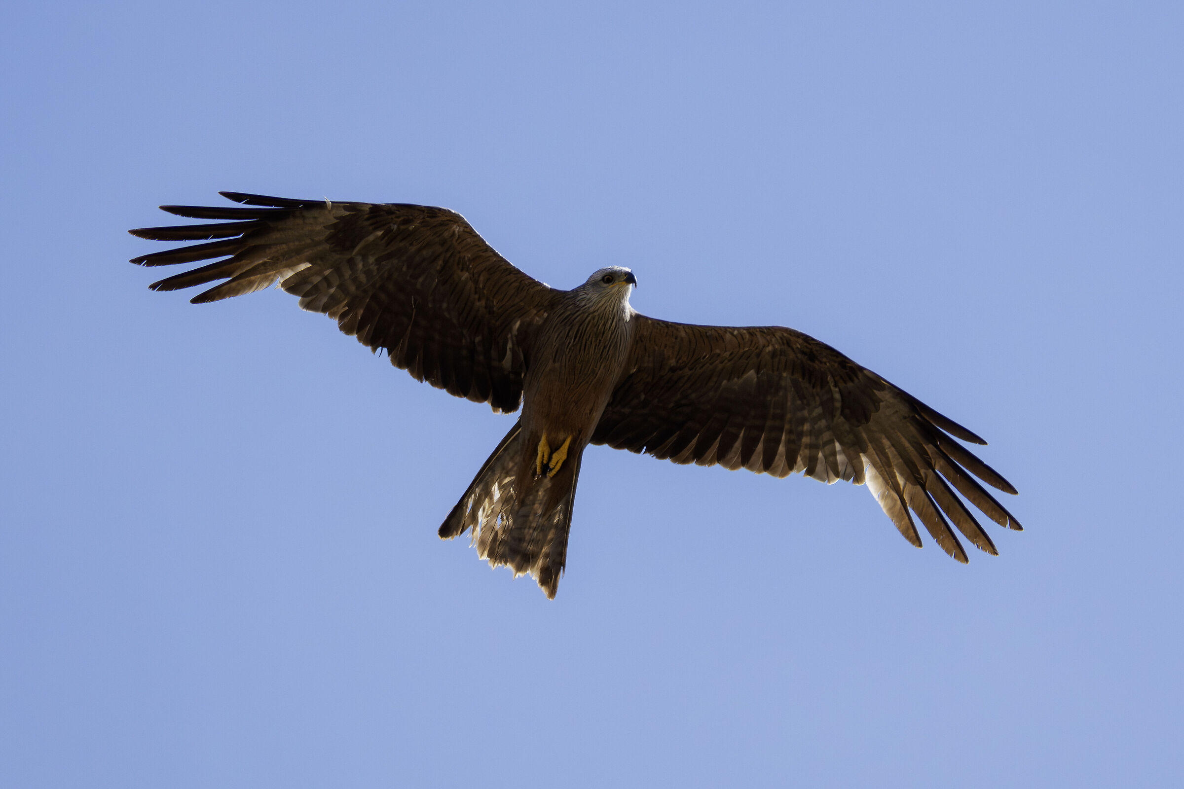 Milvus migrans  (Nibbio bruno)