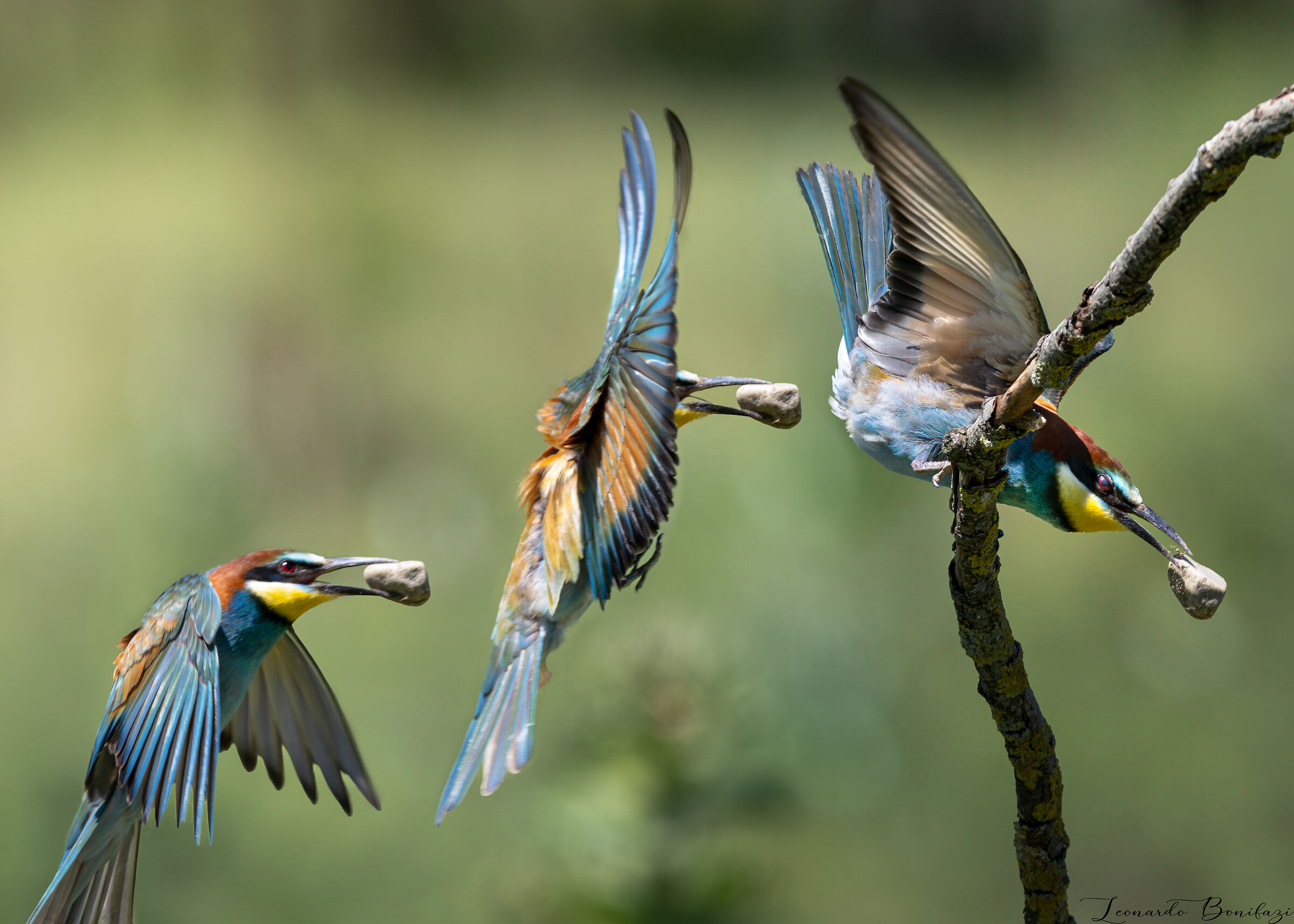 Corteggiamento da migliorare
