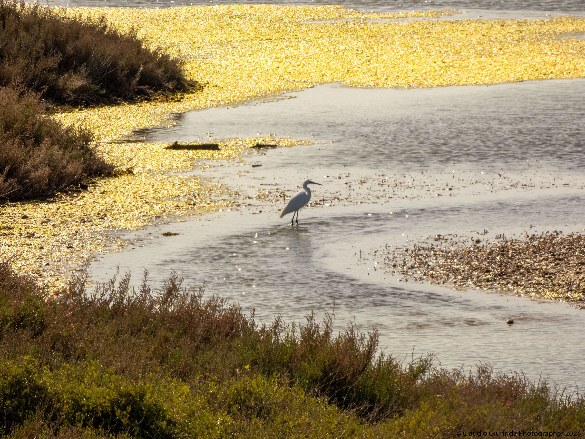Solo come un ... airone!