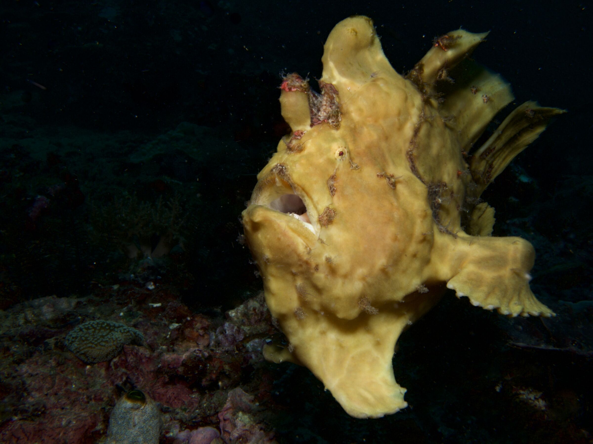 Giant Frogfish
