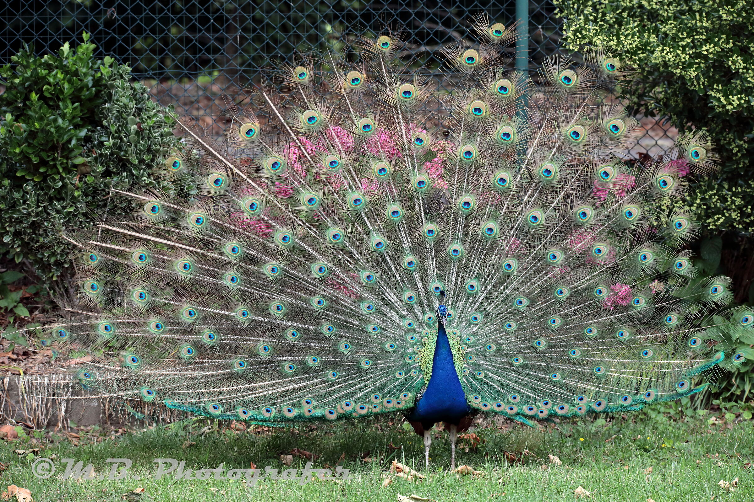 The Beauty of the Peacock