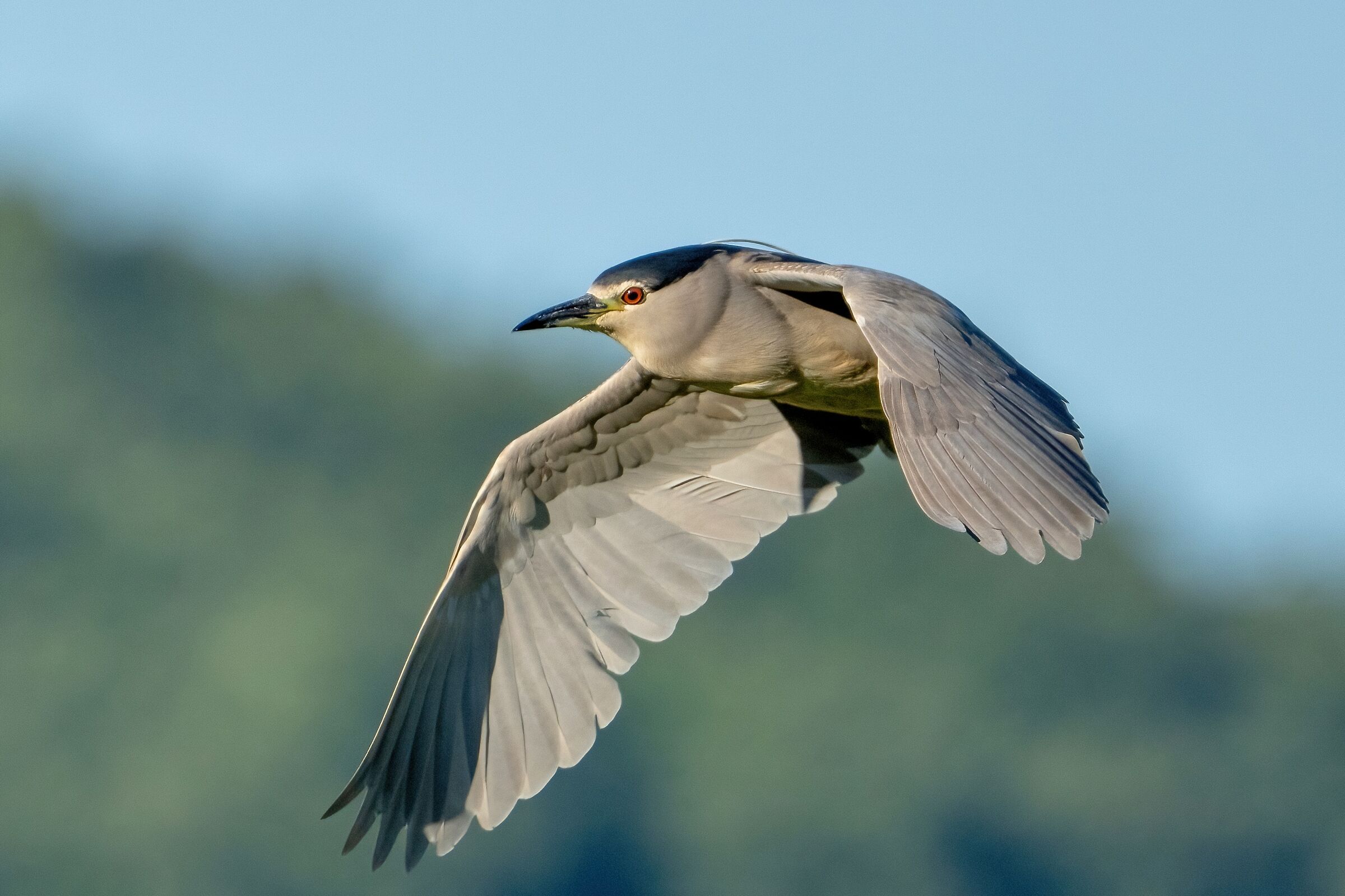 Nitticora (Nycticorax nycticorax)