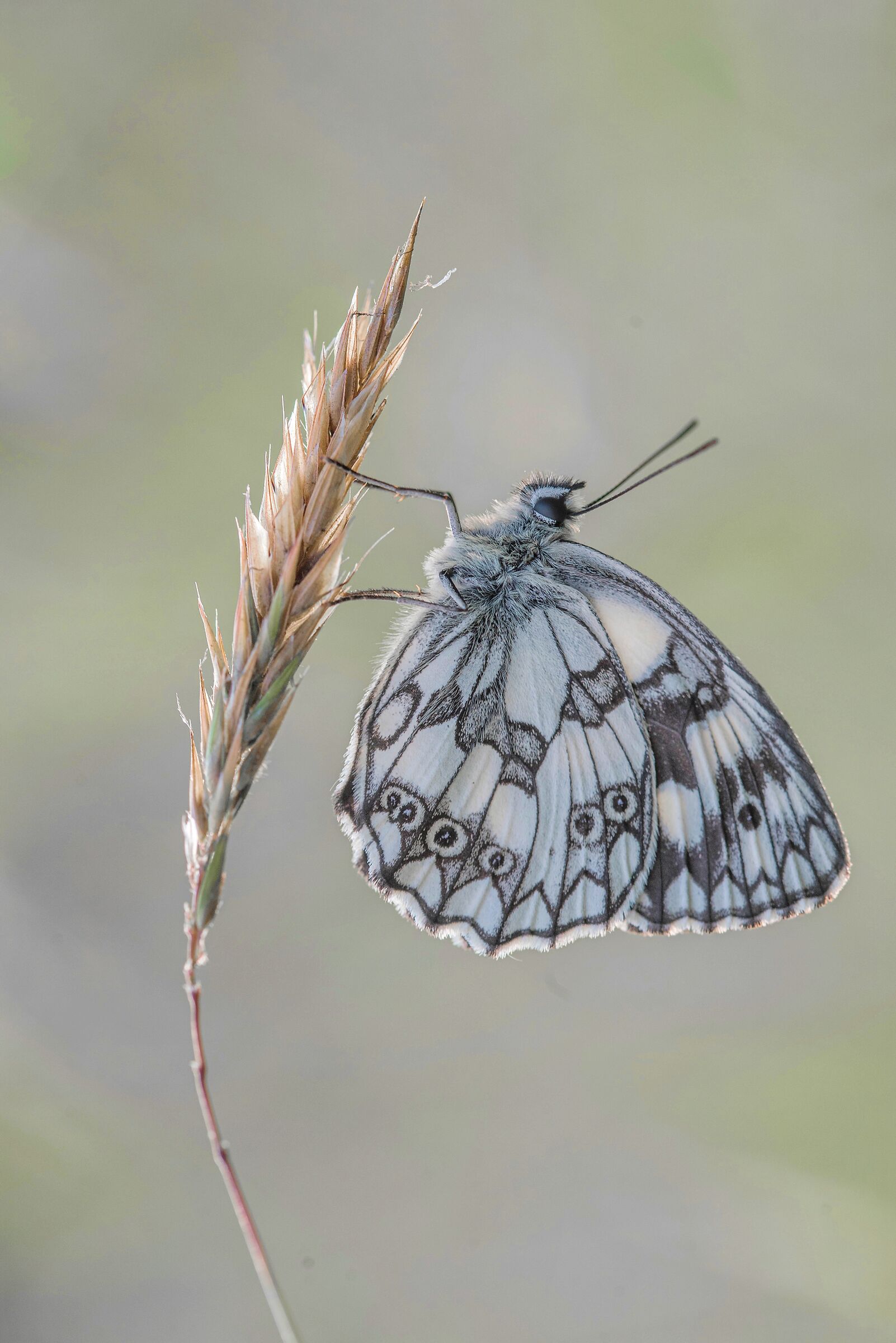 Melanargia galathea