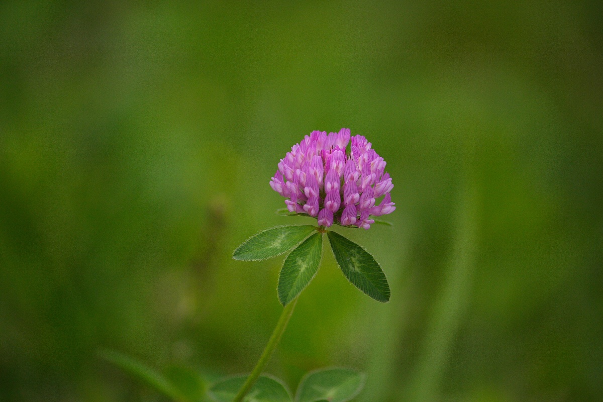 A flower ... with many flowers