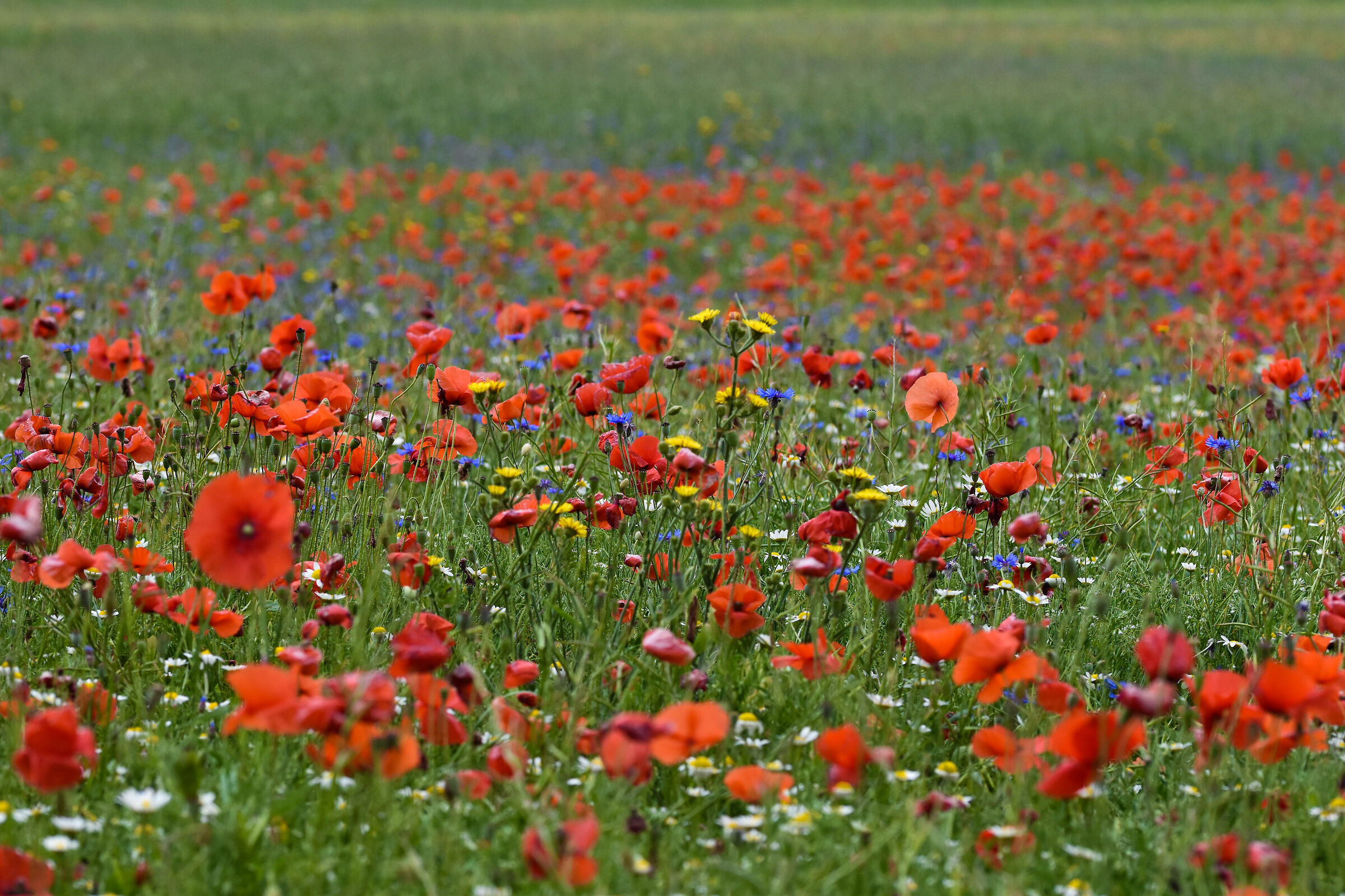 Fioritura campi lenticchie-parte 3