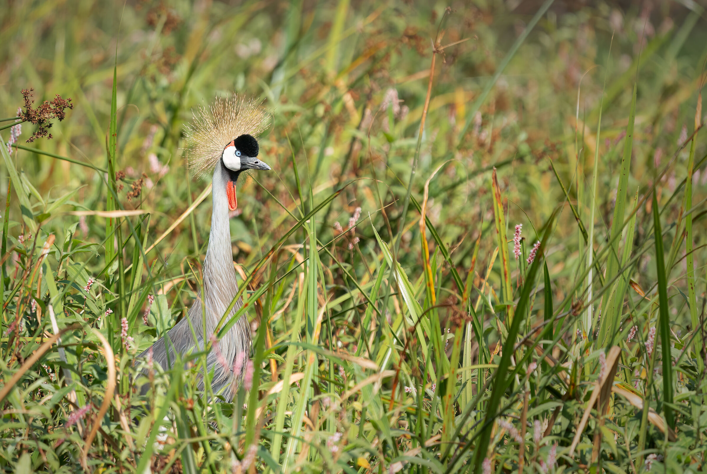 Gru coronata