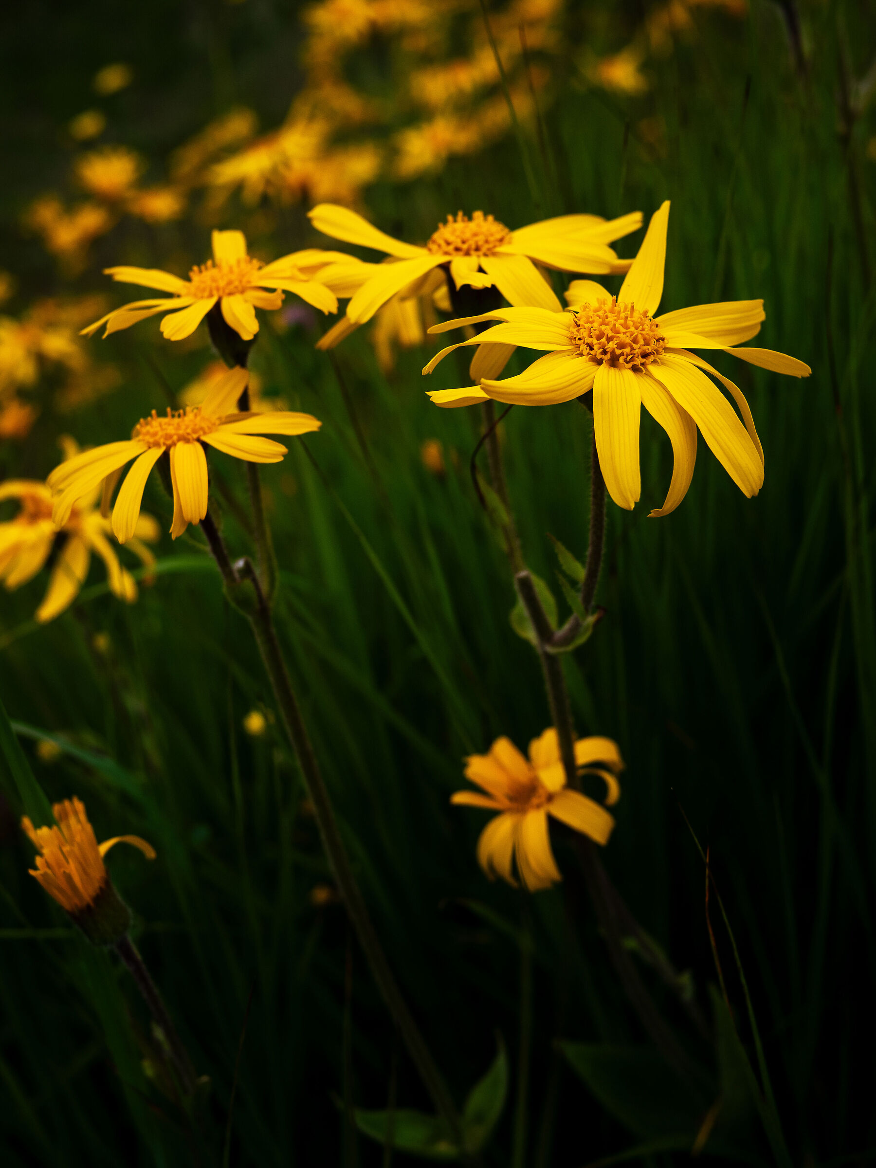 Arnica Montana