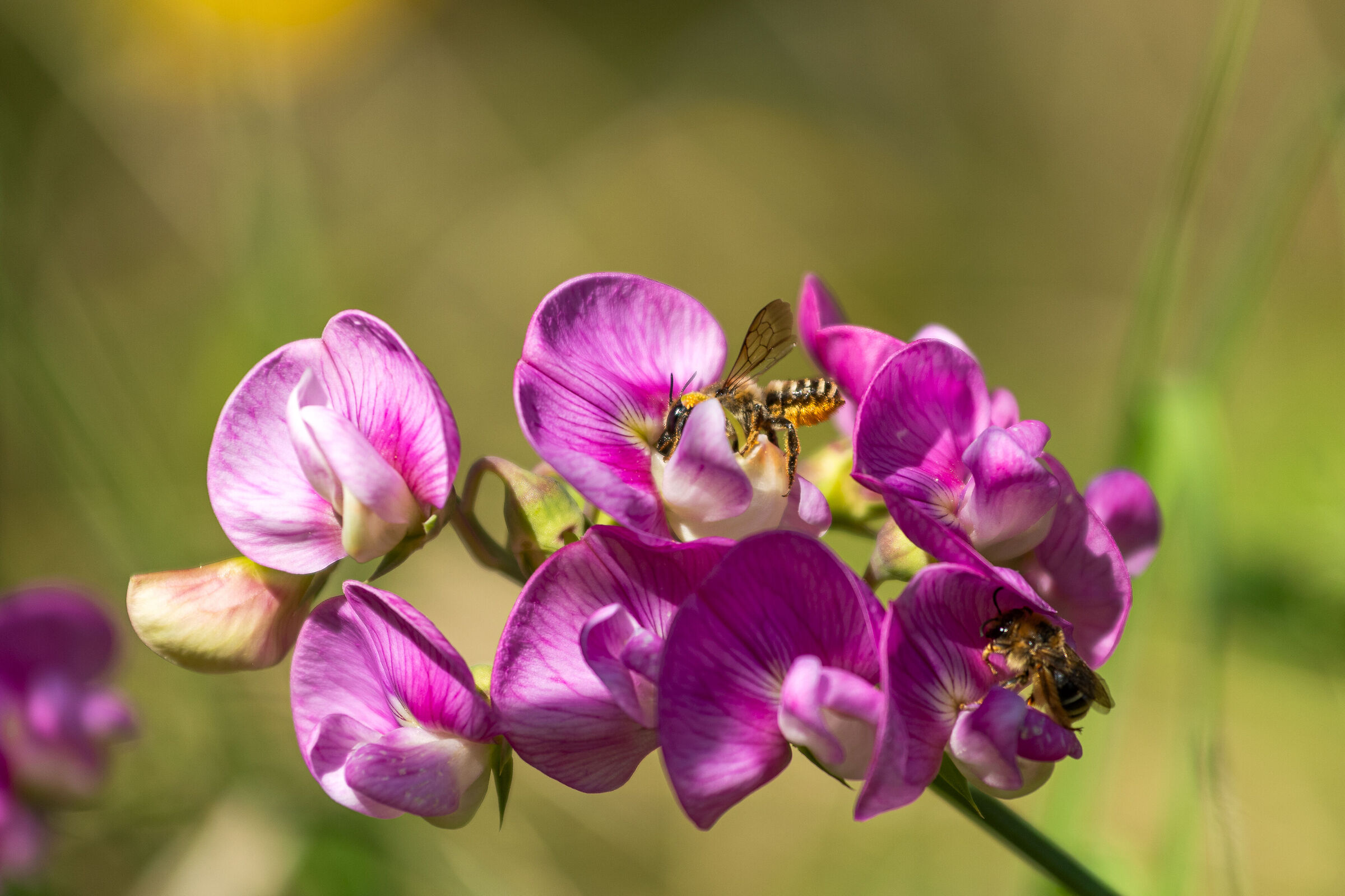 Broad-leaved grass pea