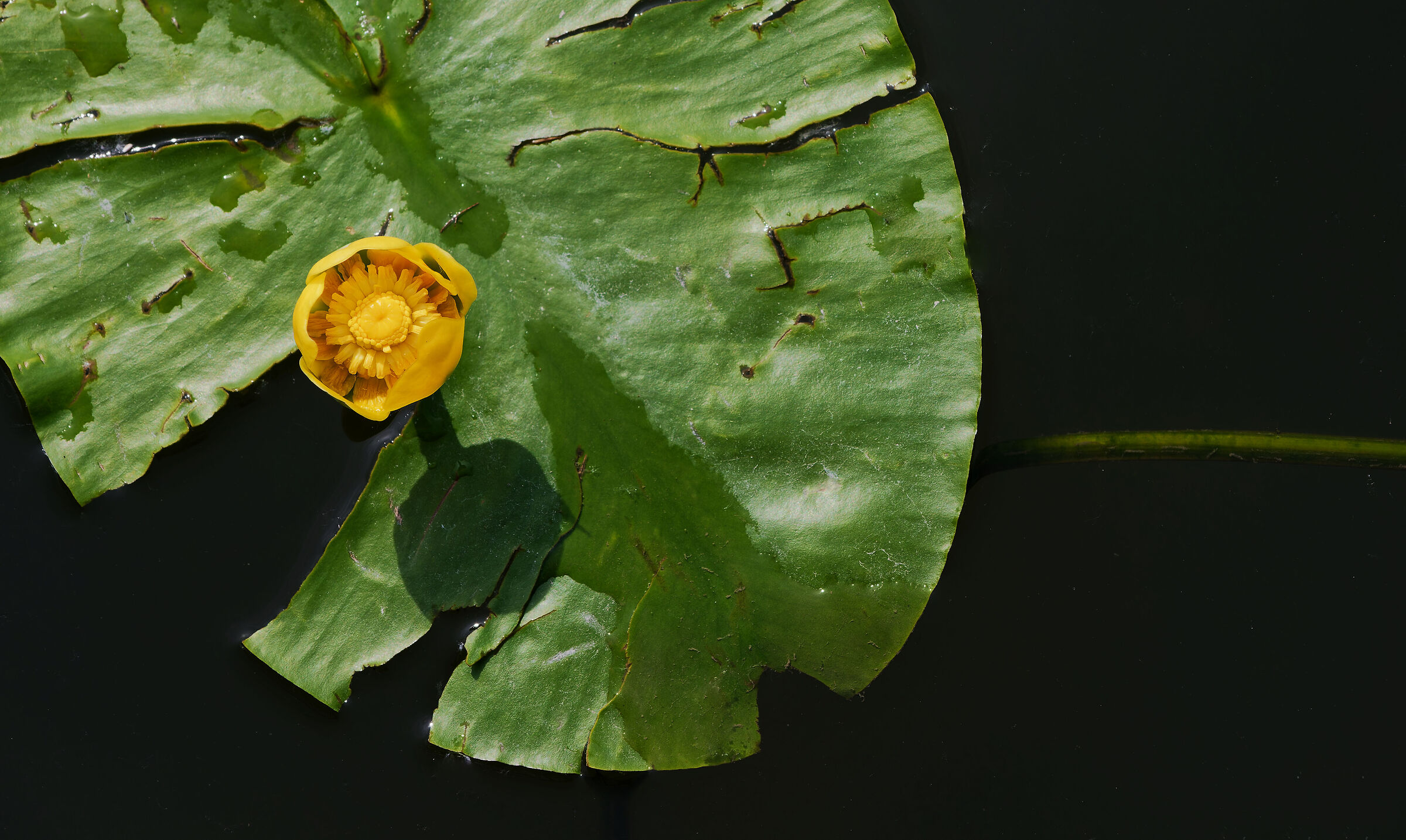 ninfea gialla - Nuphar luteum