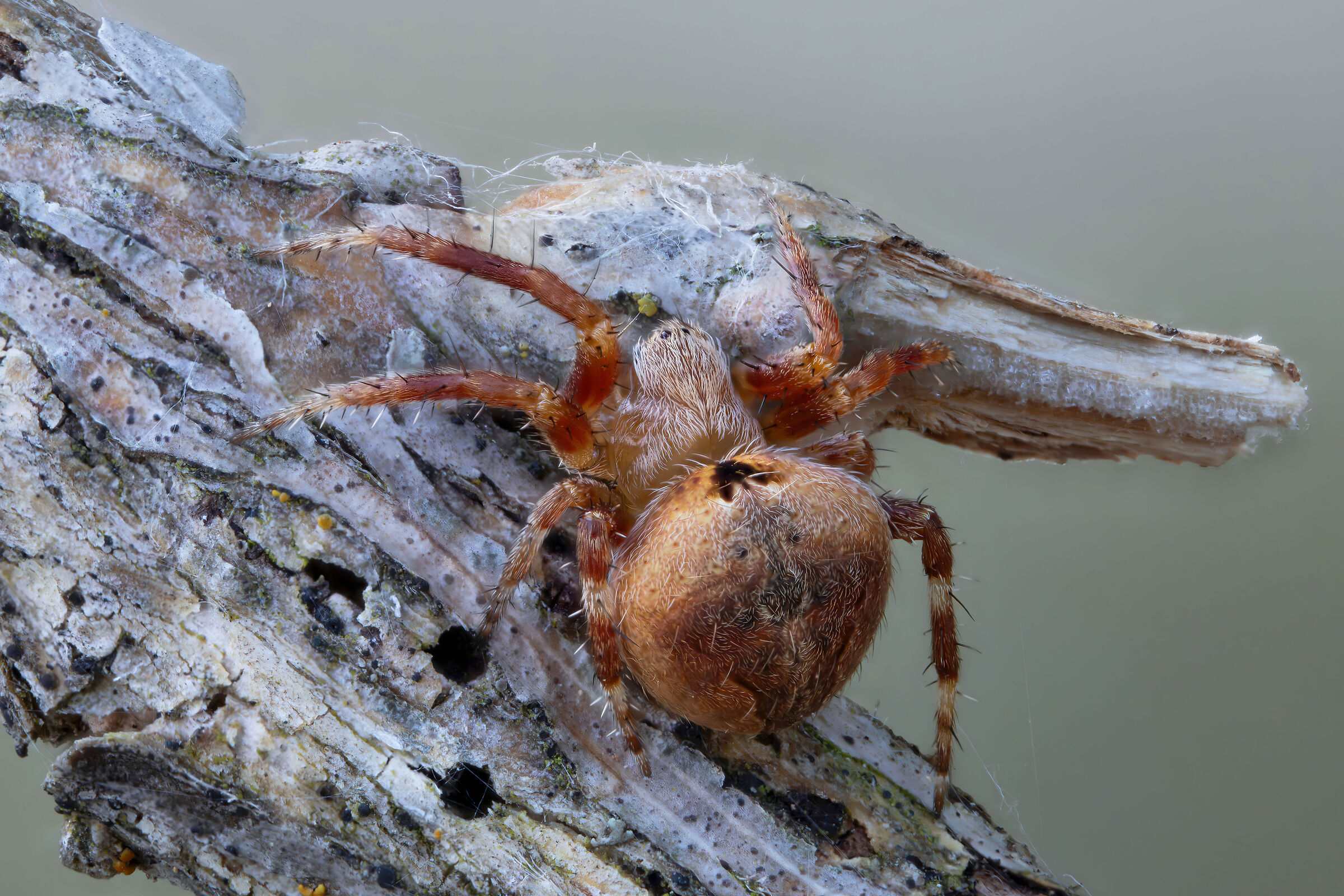Araneidae sp.