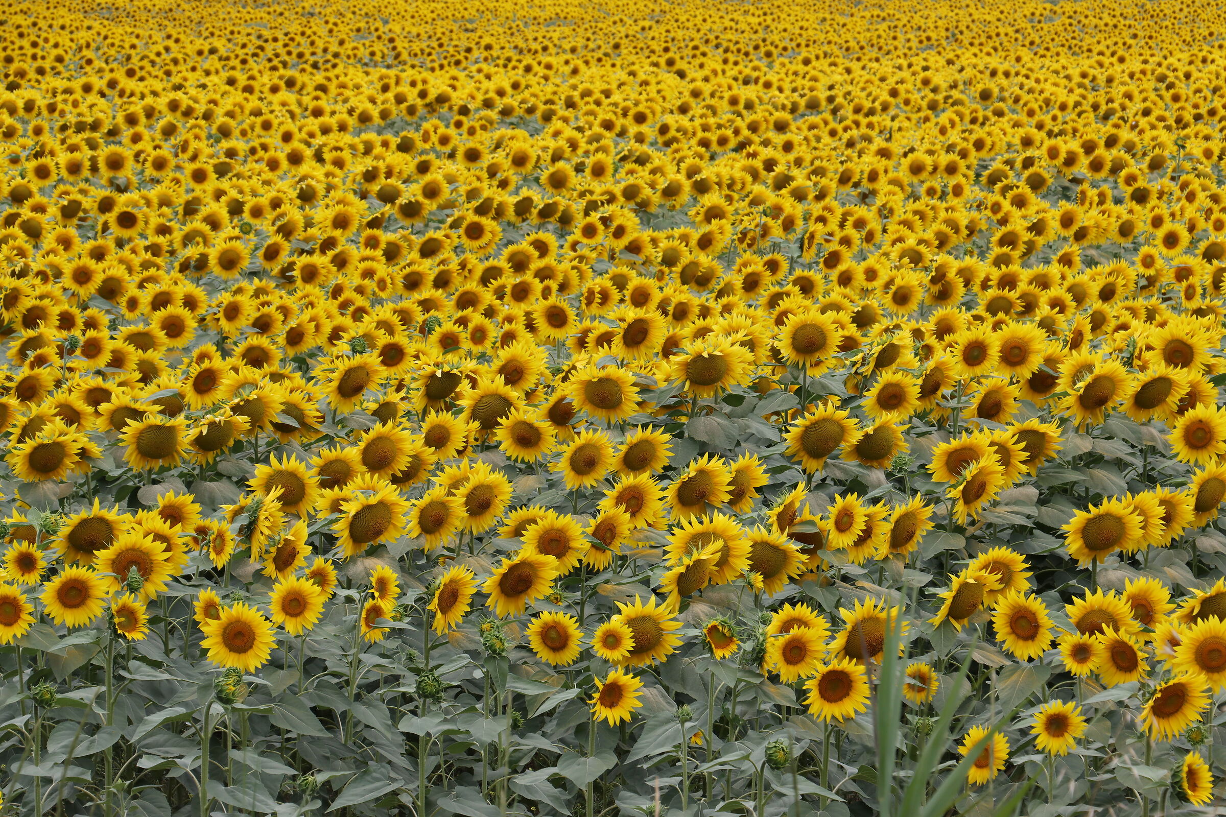 Di fronte al sole