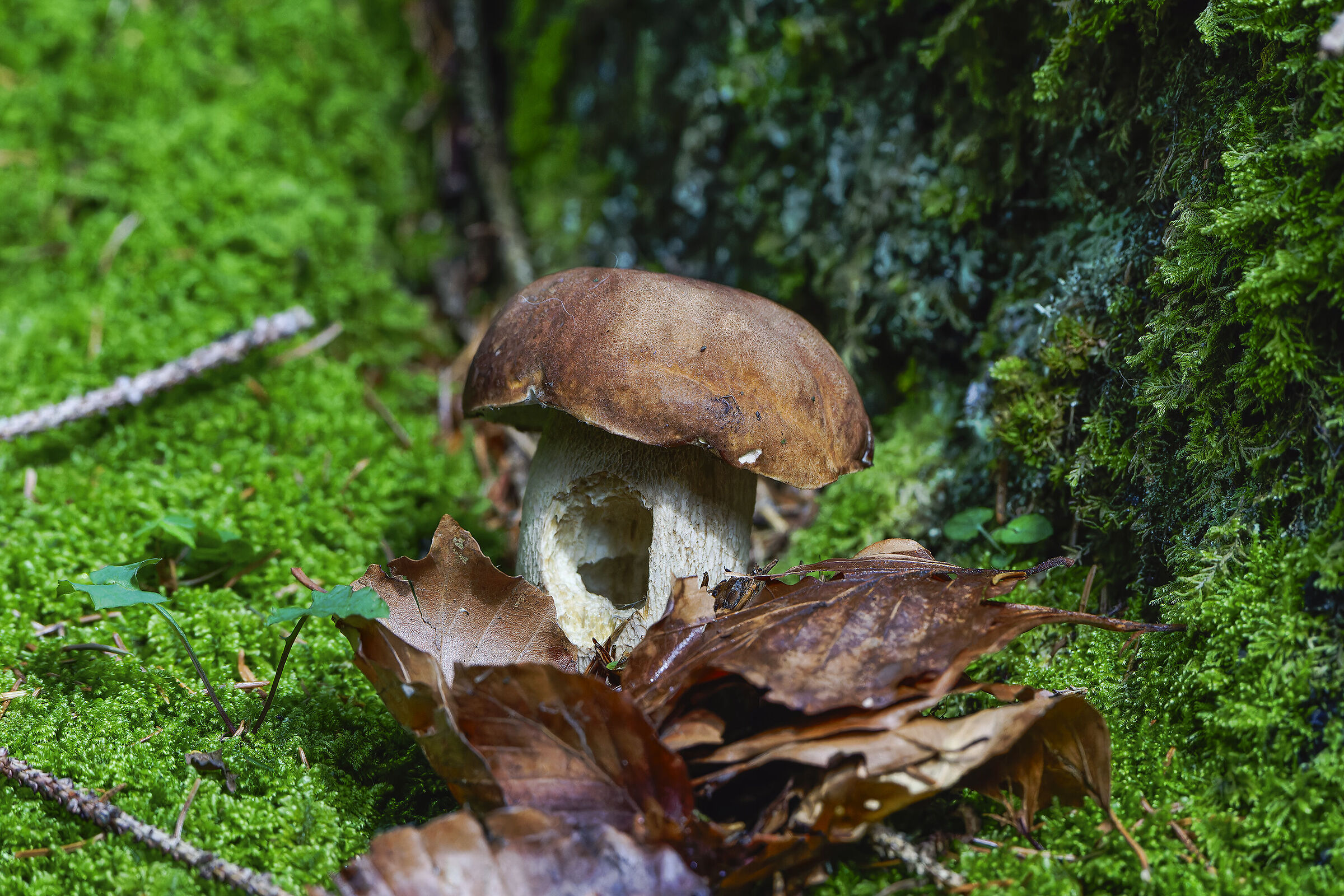 First mushroom of 2024