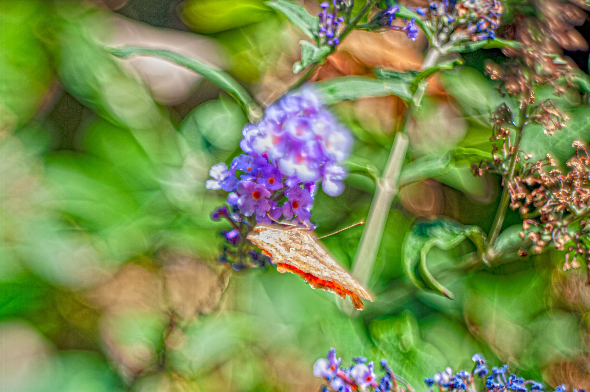 Una farfalla in un gioco di freelensing