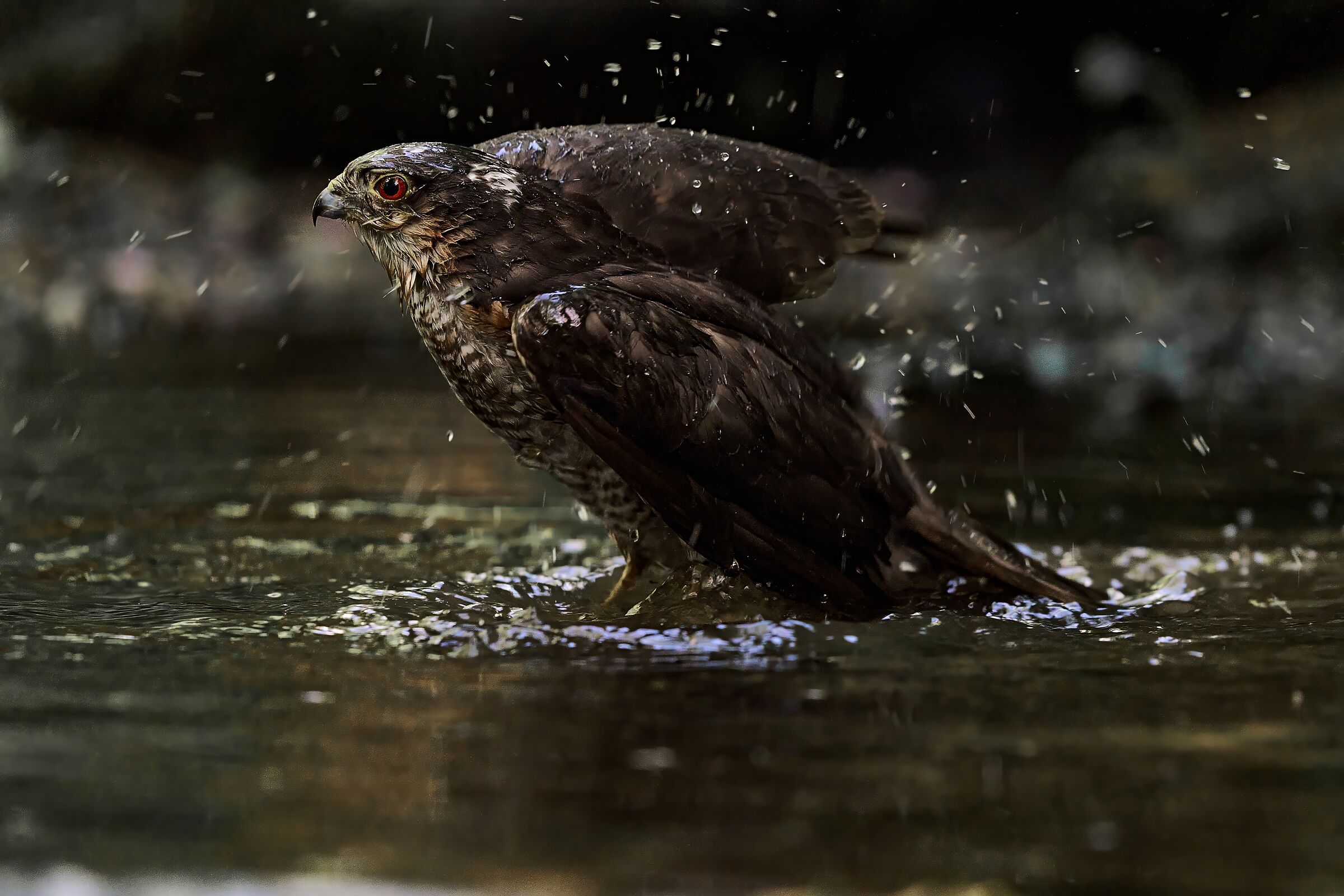 Sparrowhawk at the bathroom