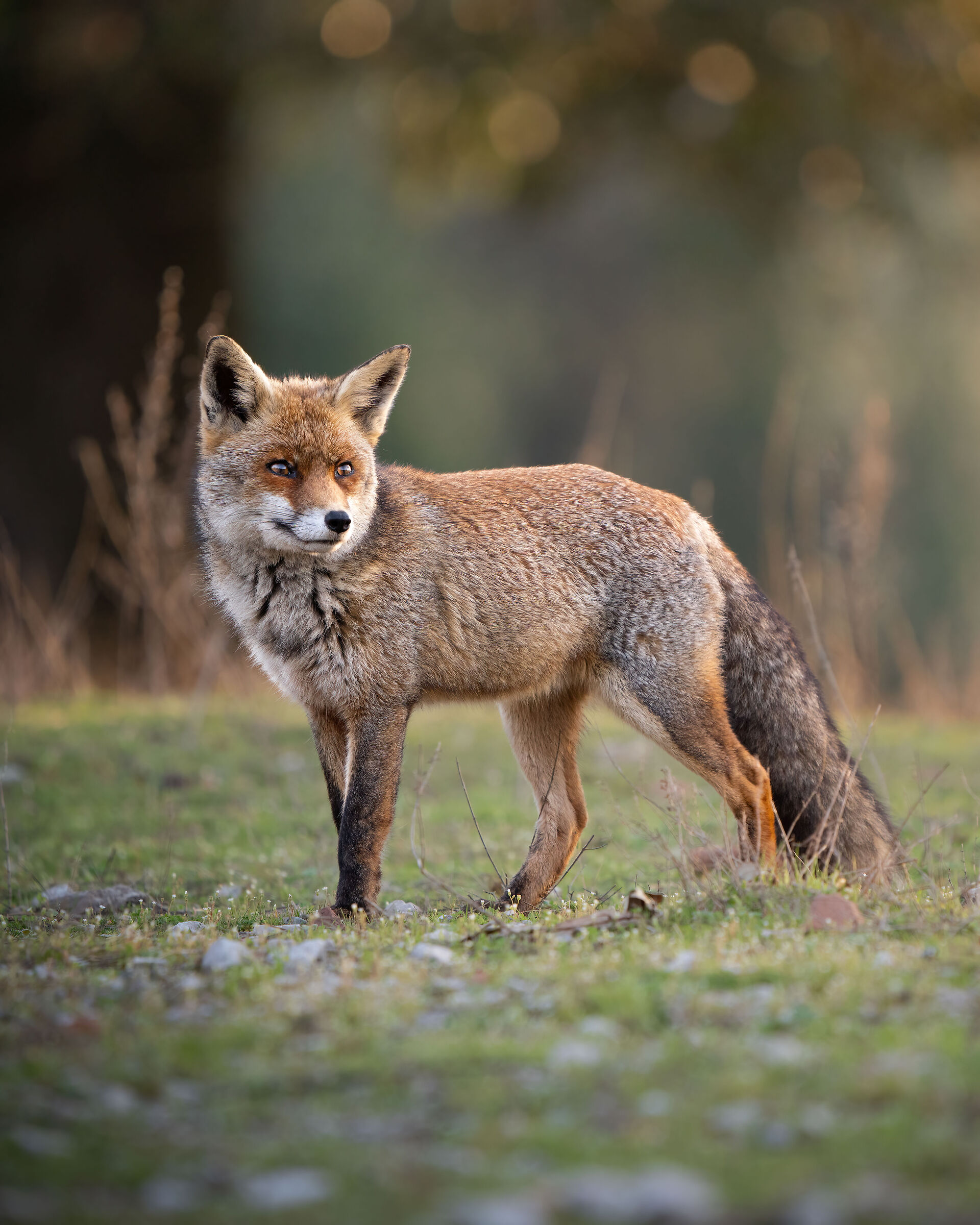 Appearance at sunset