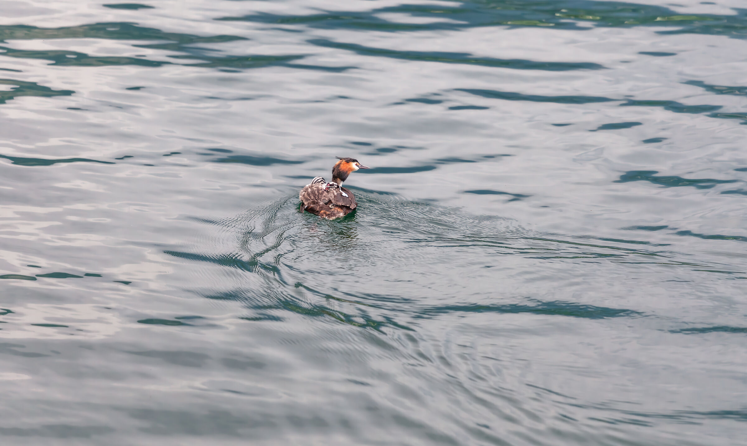 svasso che porta addosso i suoi due piccoli