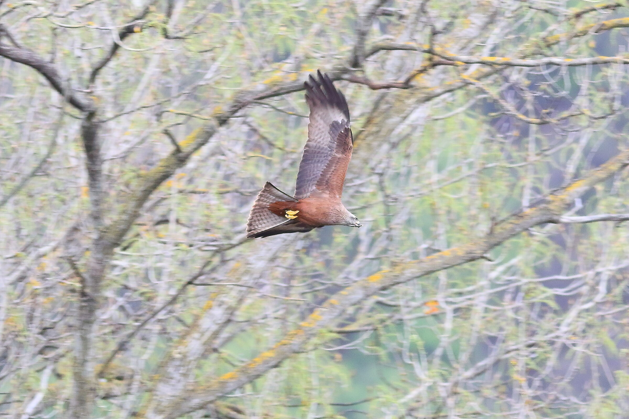 Nibbio bruno 24 marzo 2024 - 7269