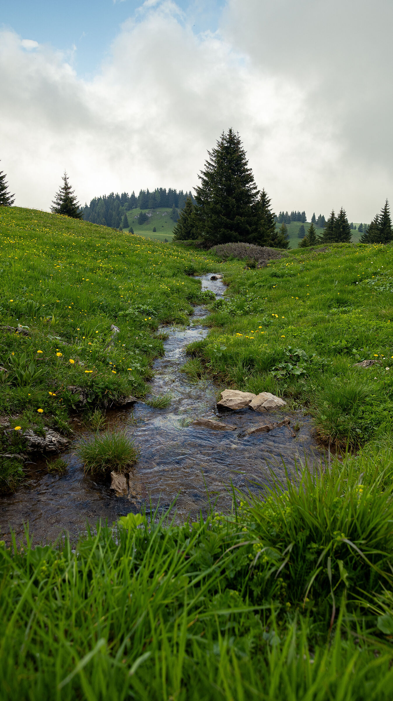 Fresh purity