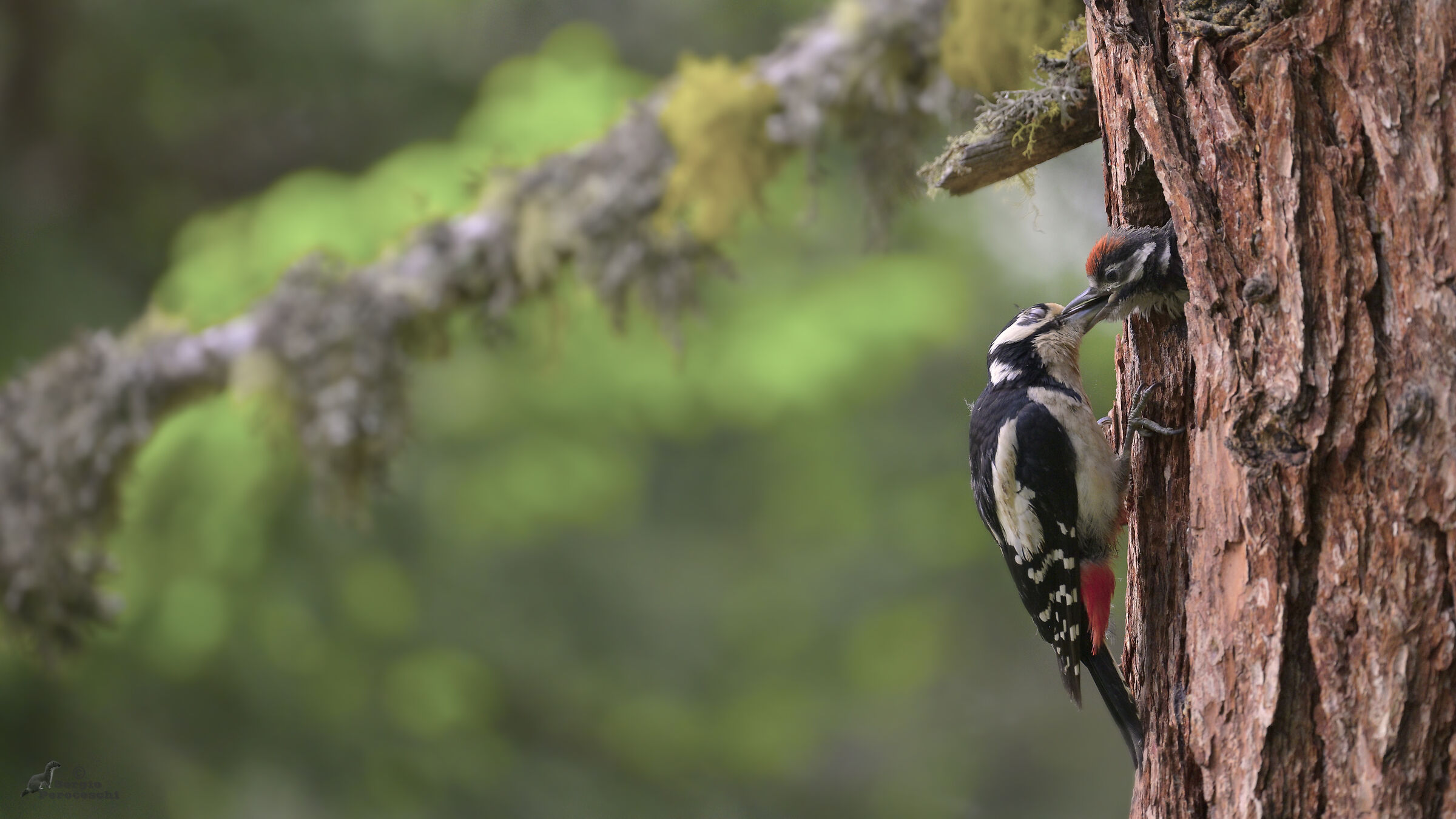 The immediate of the red woodpecker