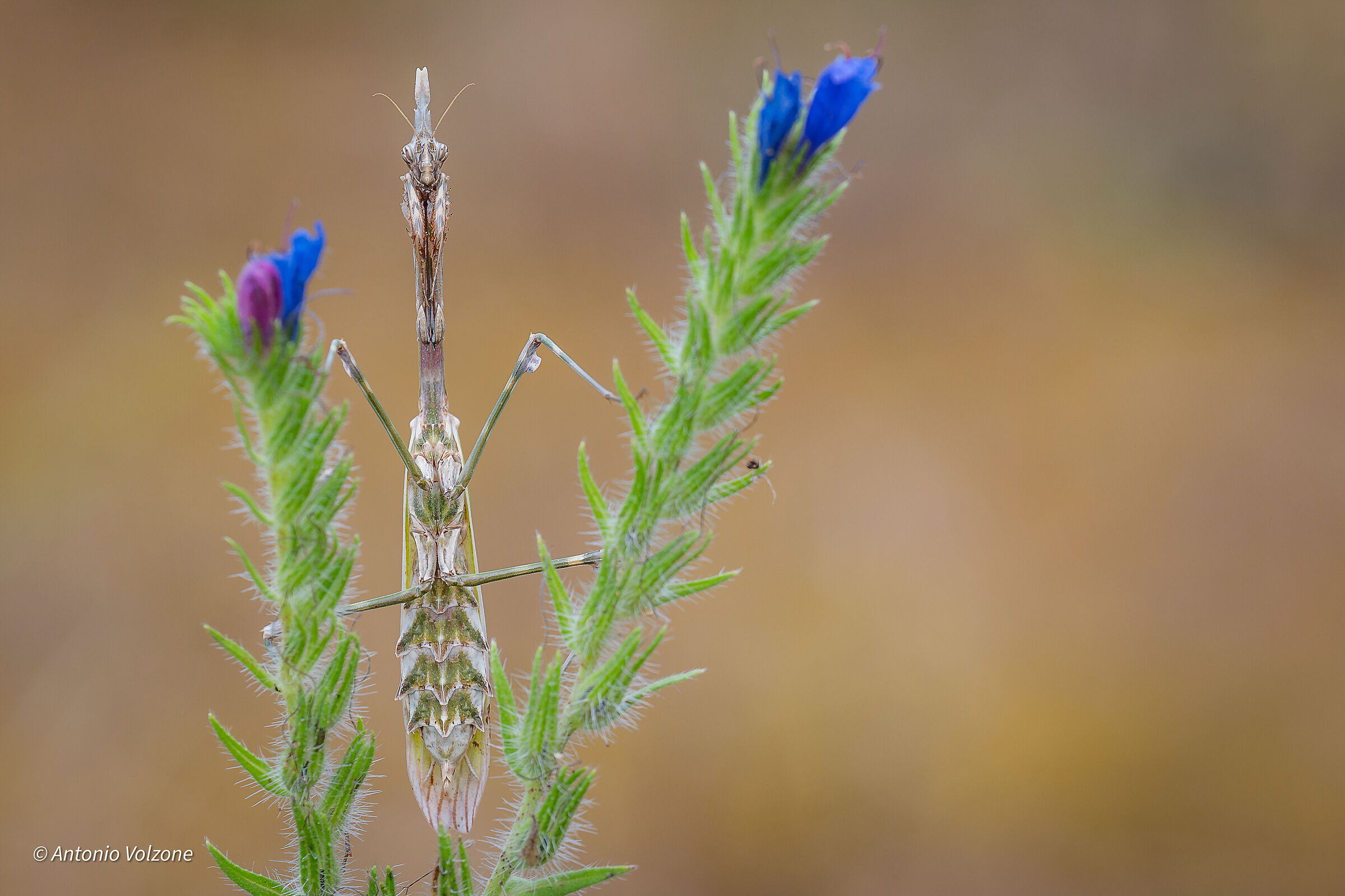 Empusa pennata