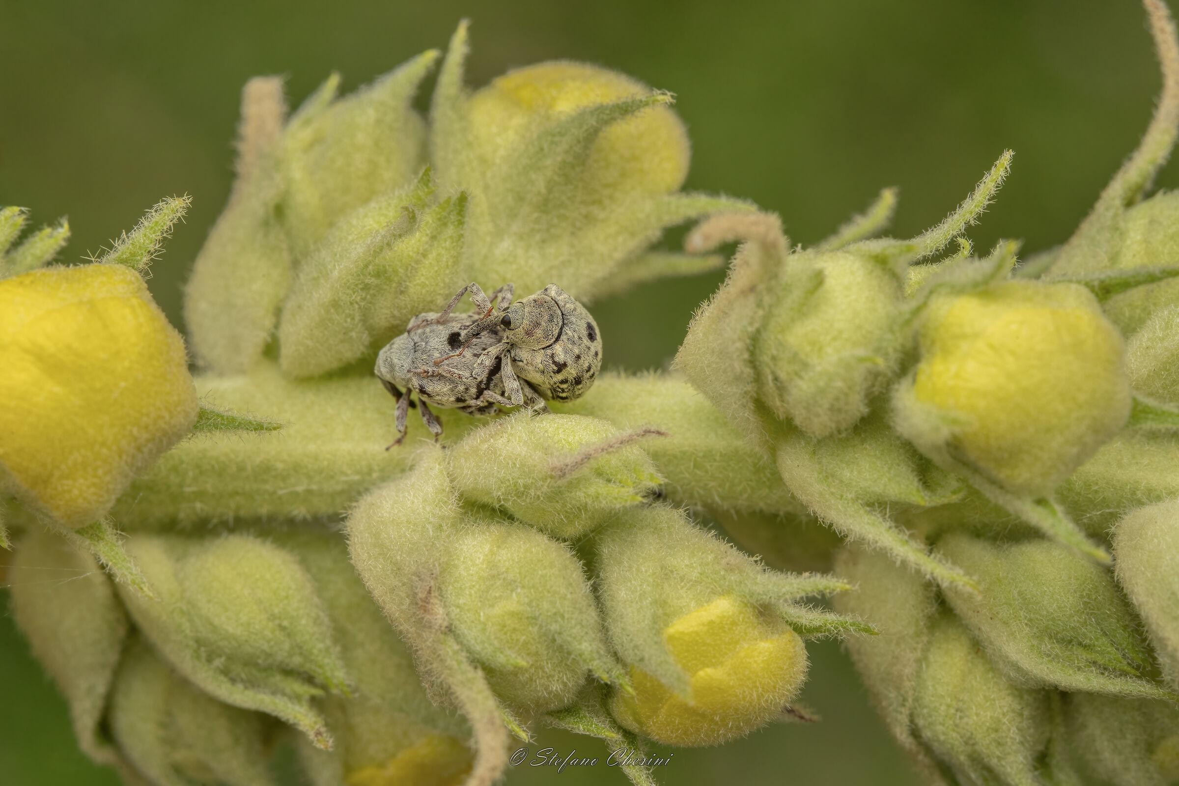 Punteruoli in calore