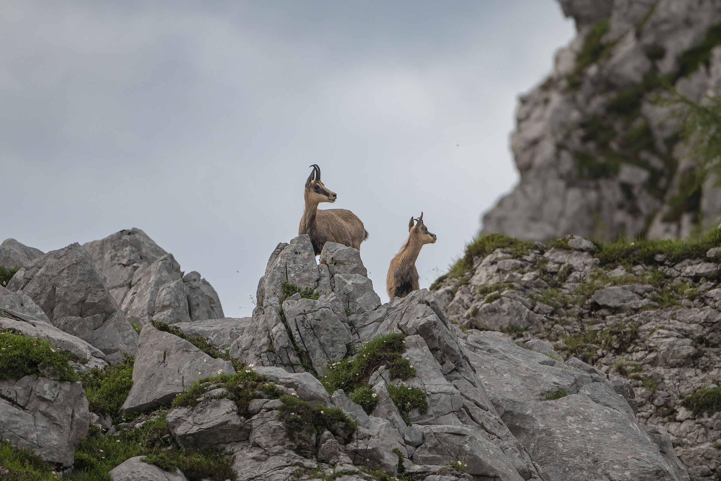 Chamois