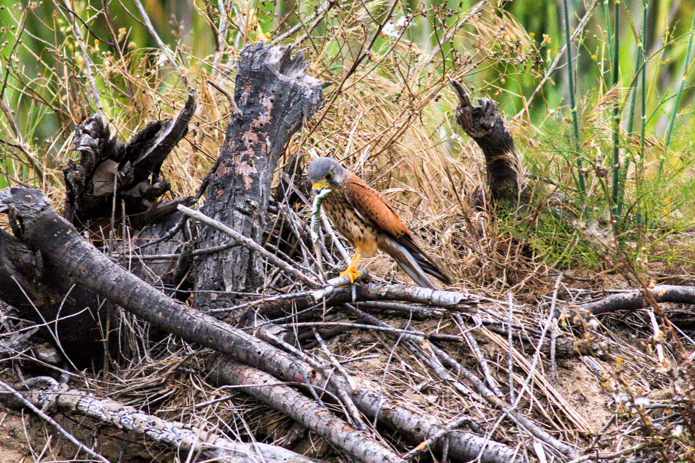 Gheppio 16-06-2024 - 0233