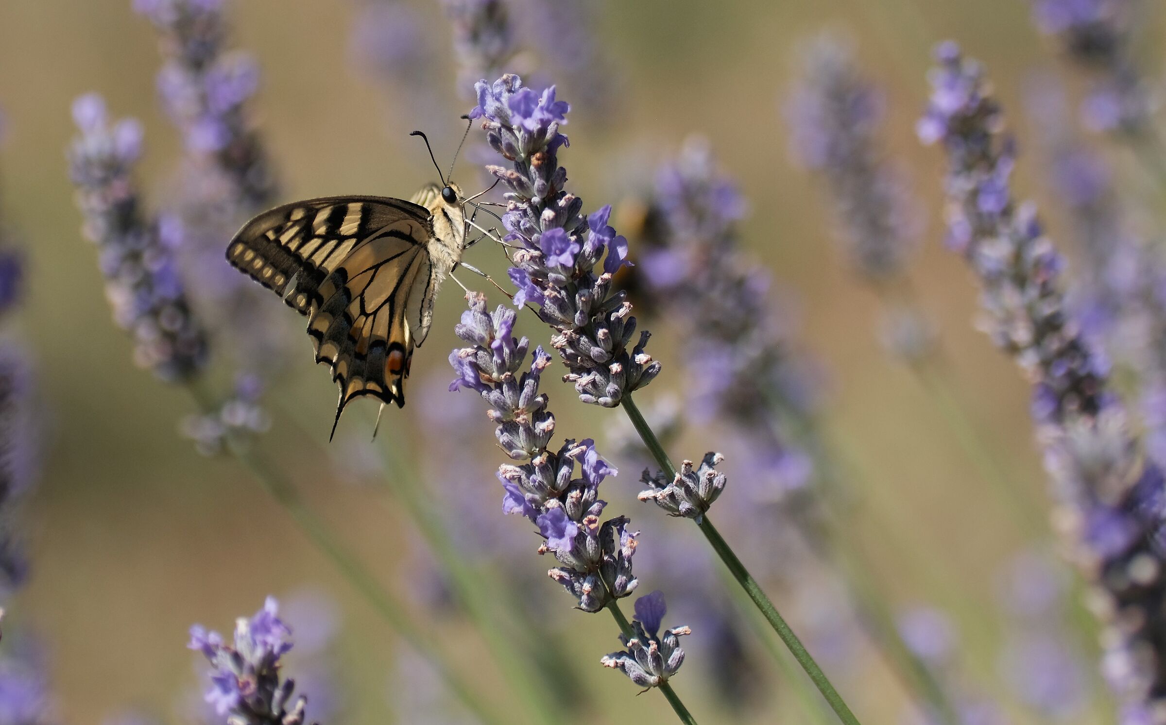 swallowtail