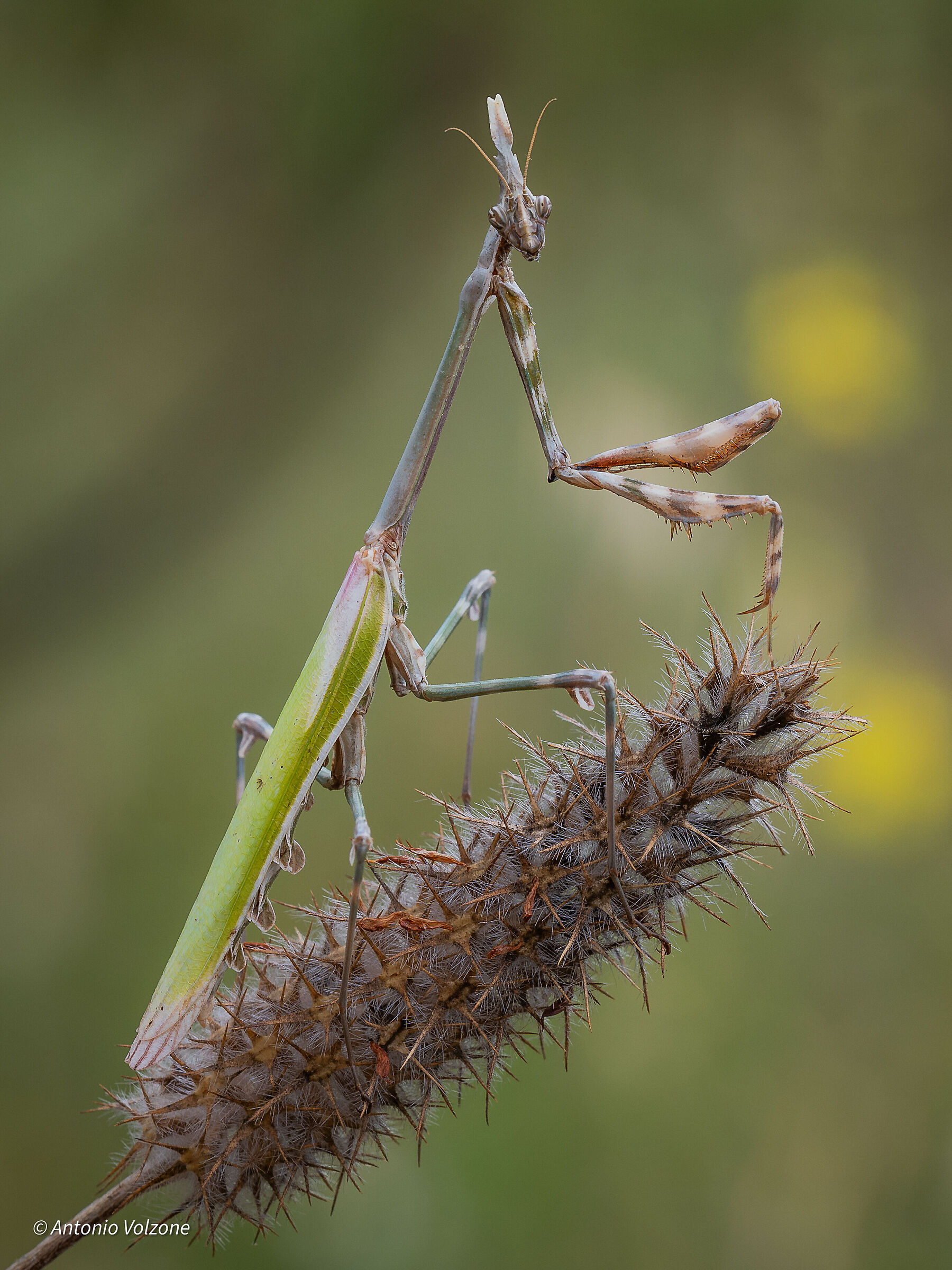 Empusa