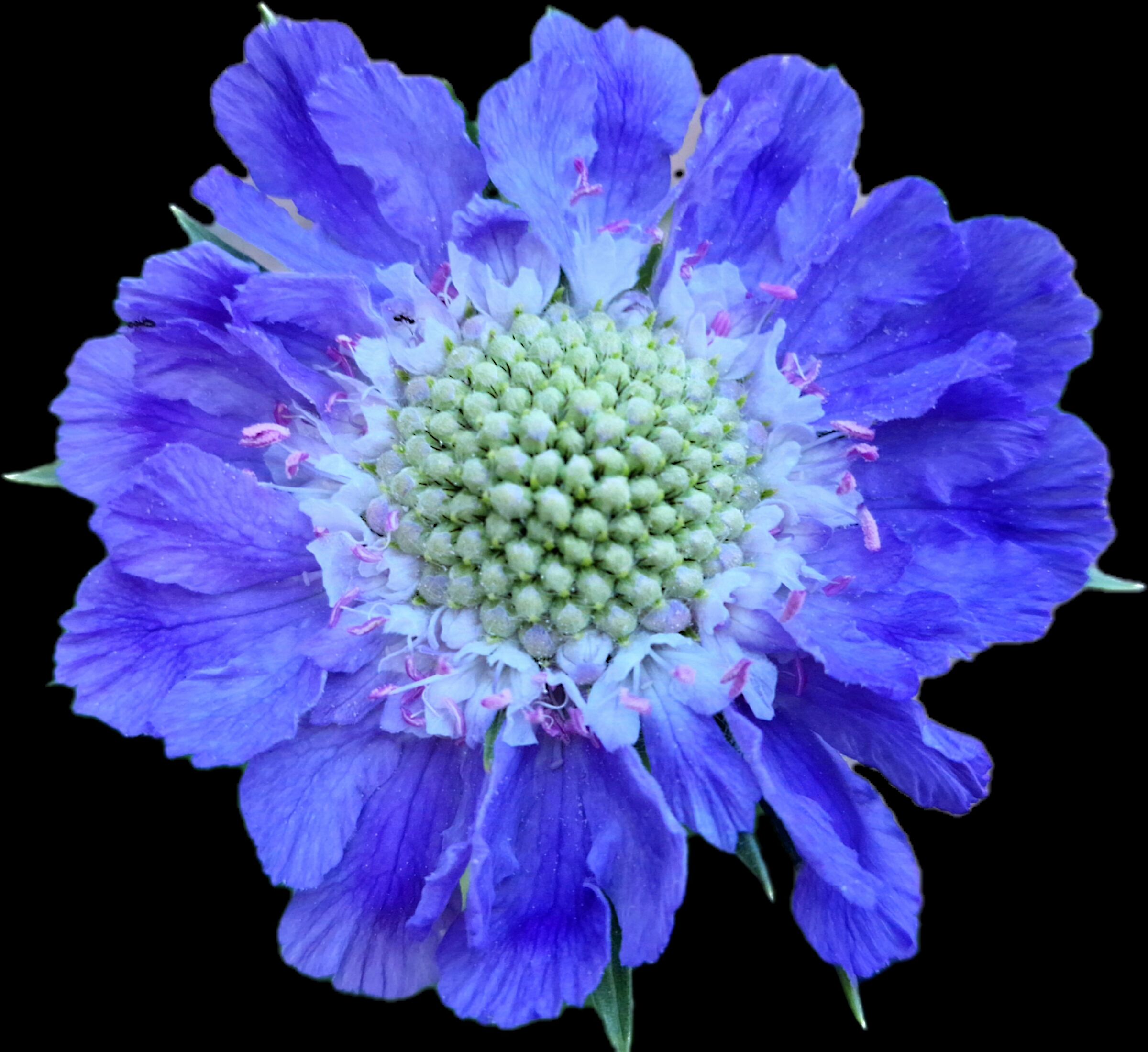 Scabiosa Caucasica