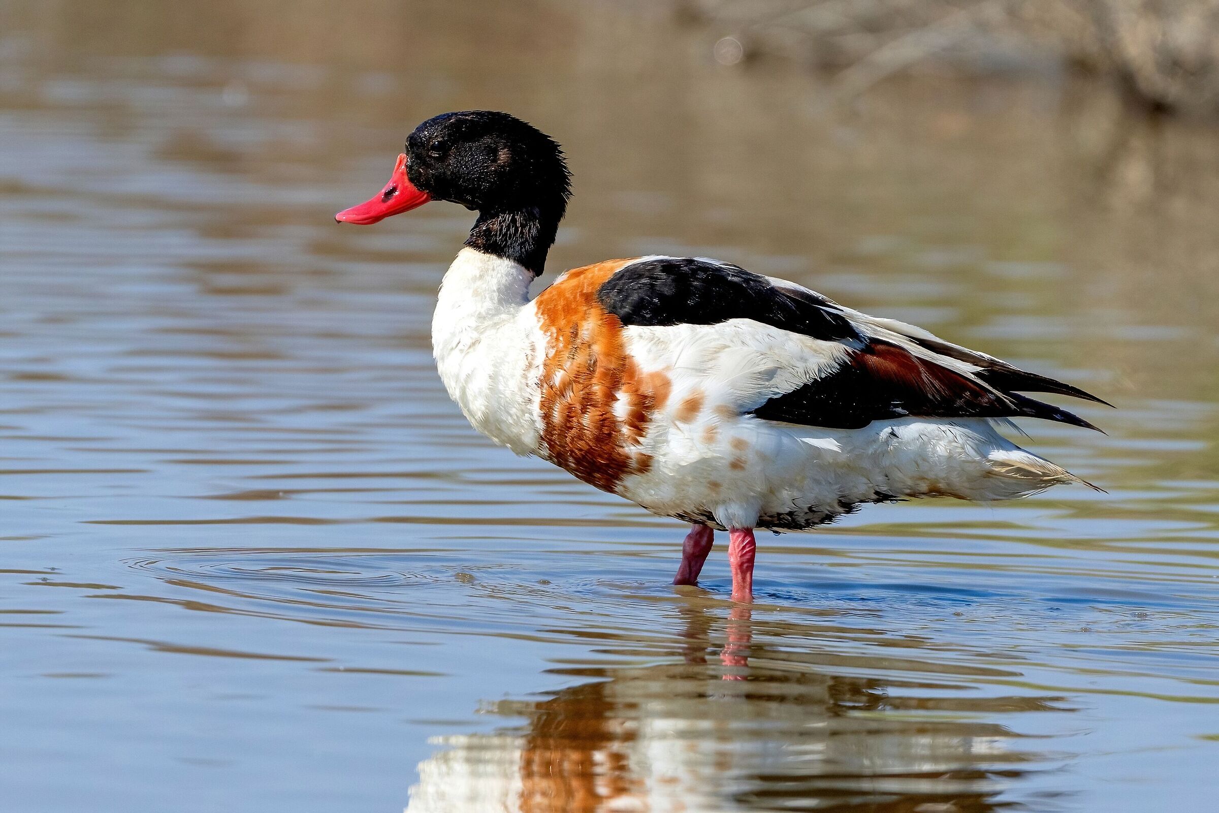 Volpoca (Tadorna tadorna)