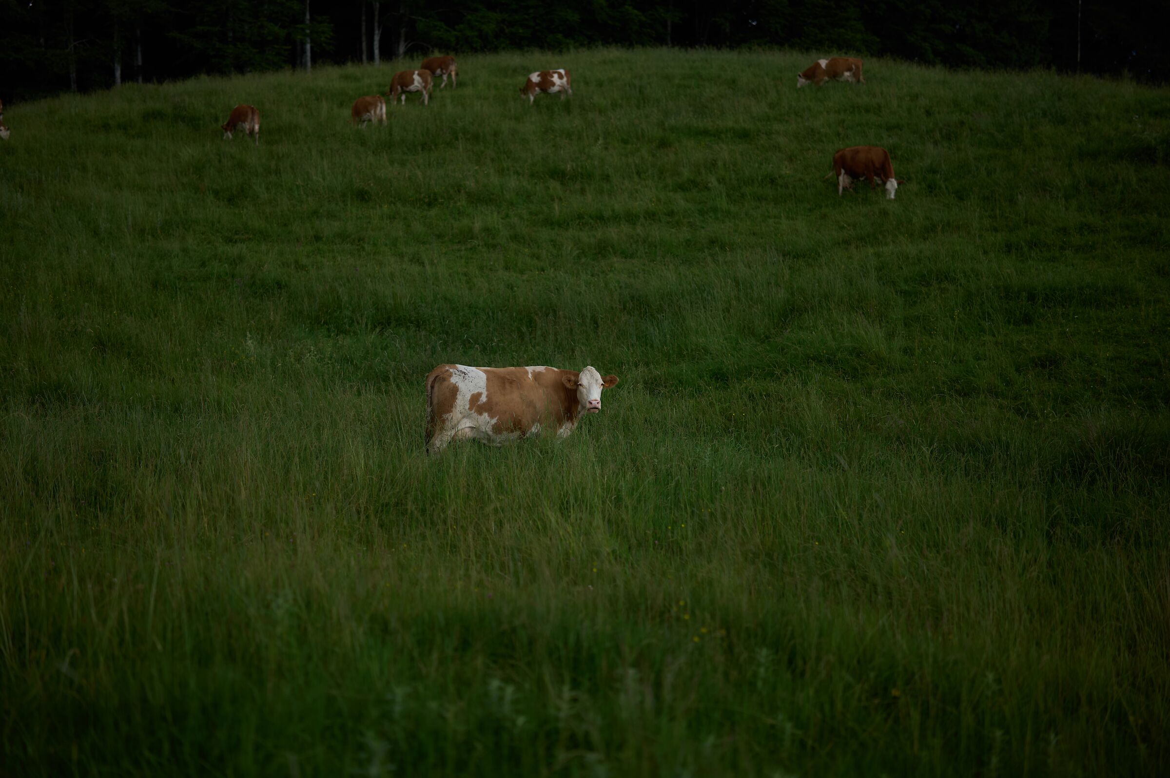 Tambre BL - original shot without post