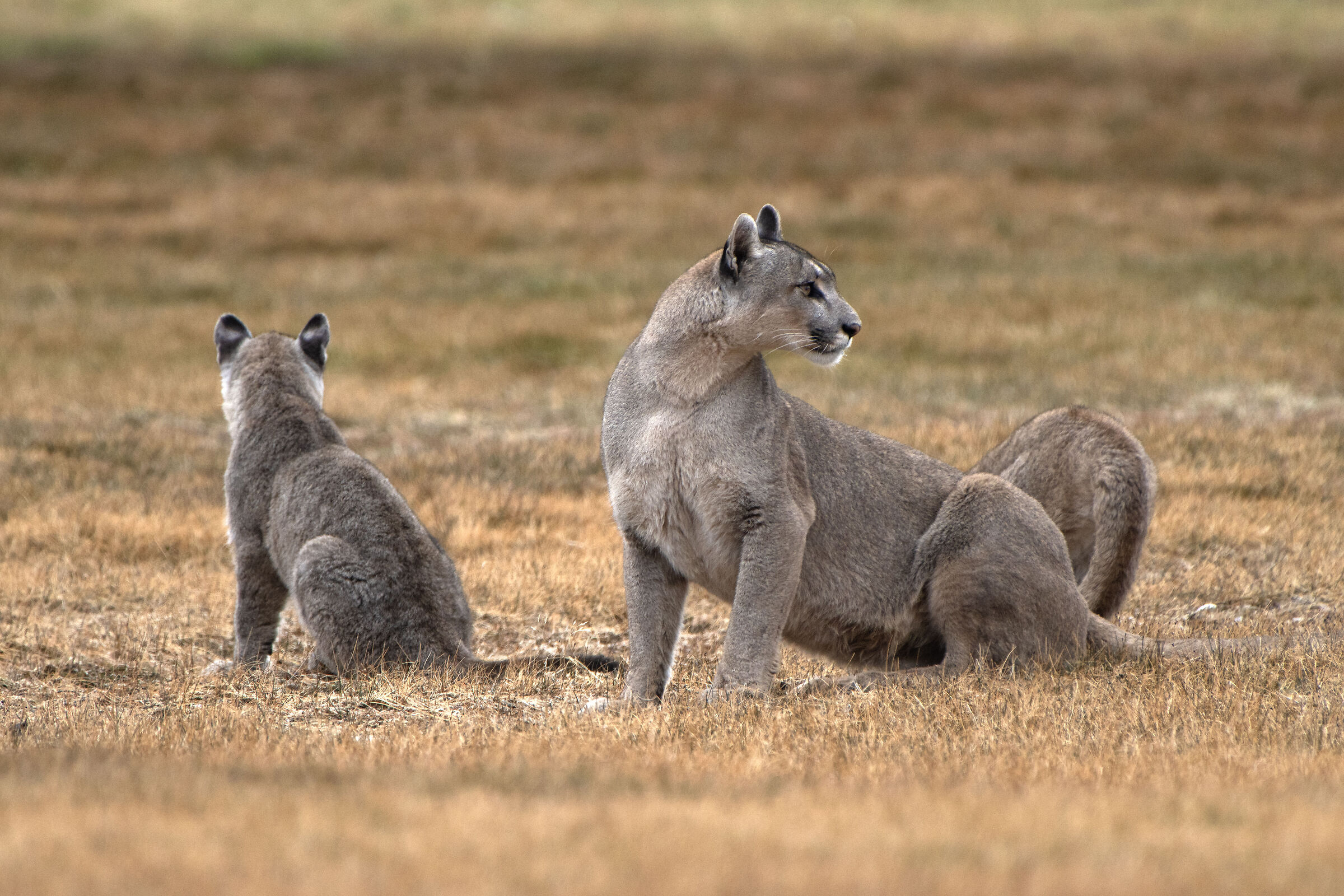 Petaka con i suoi cachorros