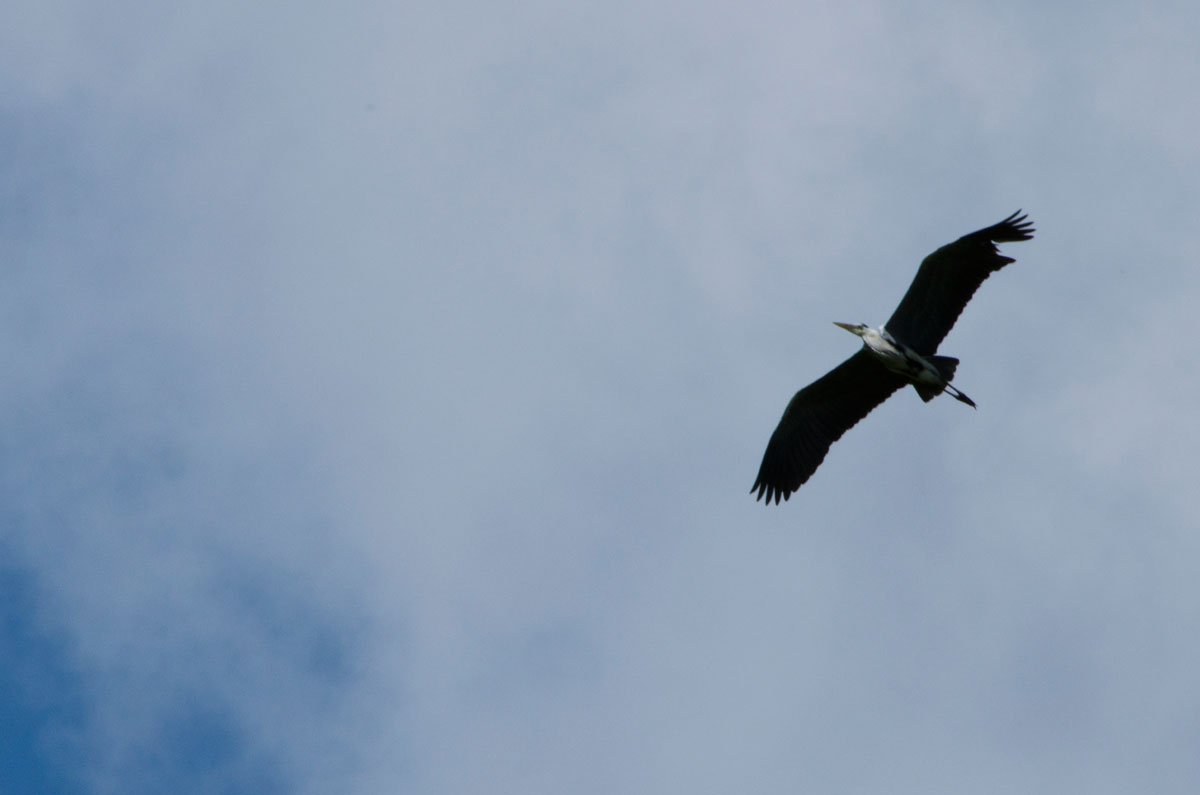the vaulting of a heron