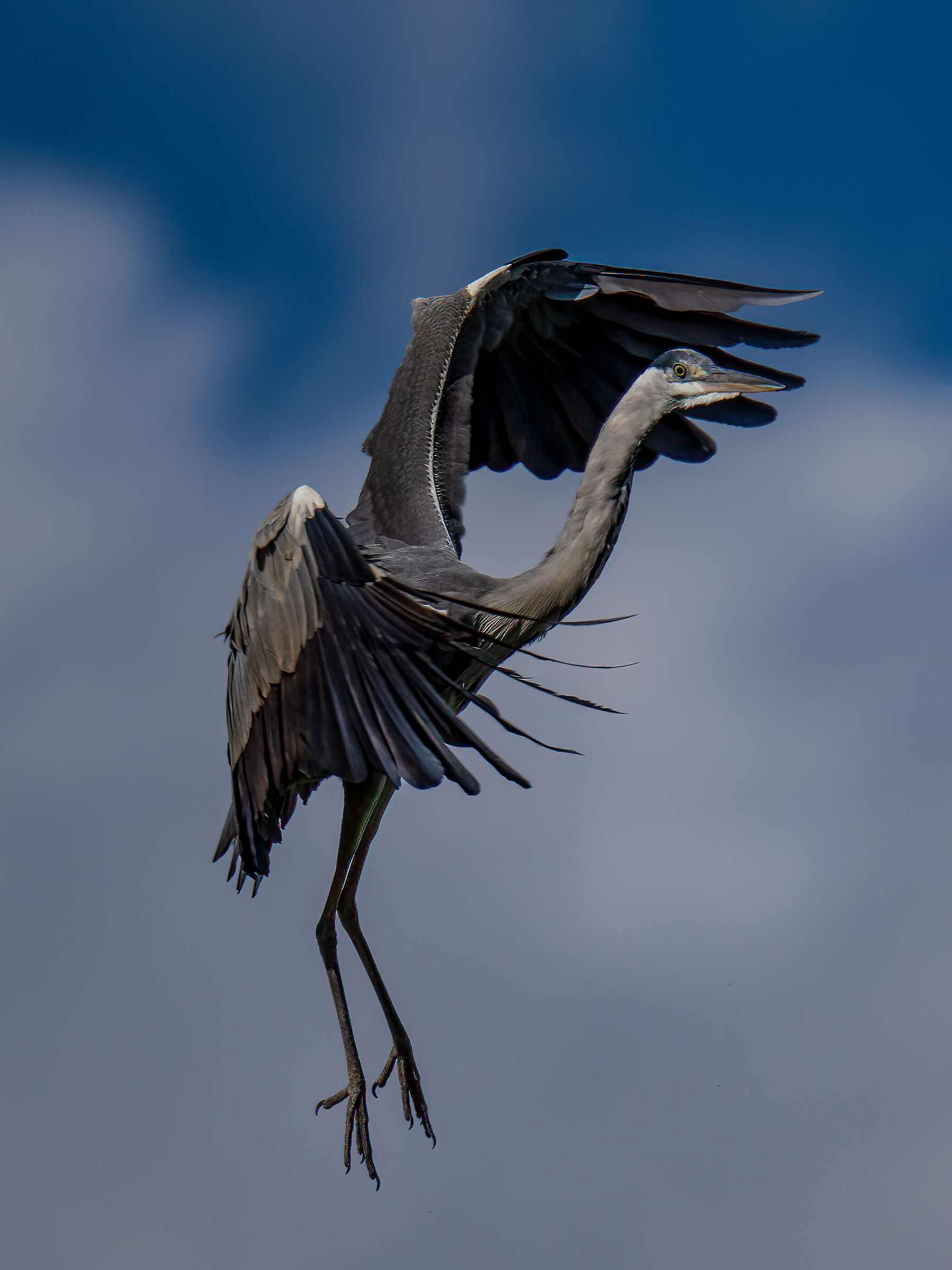 Grey heron