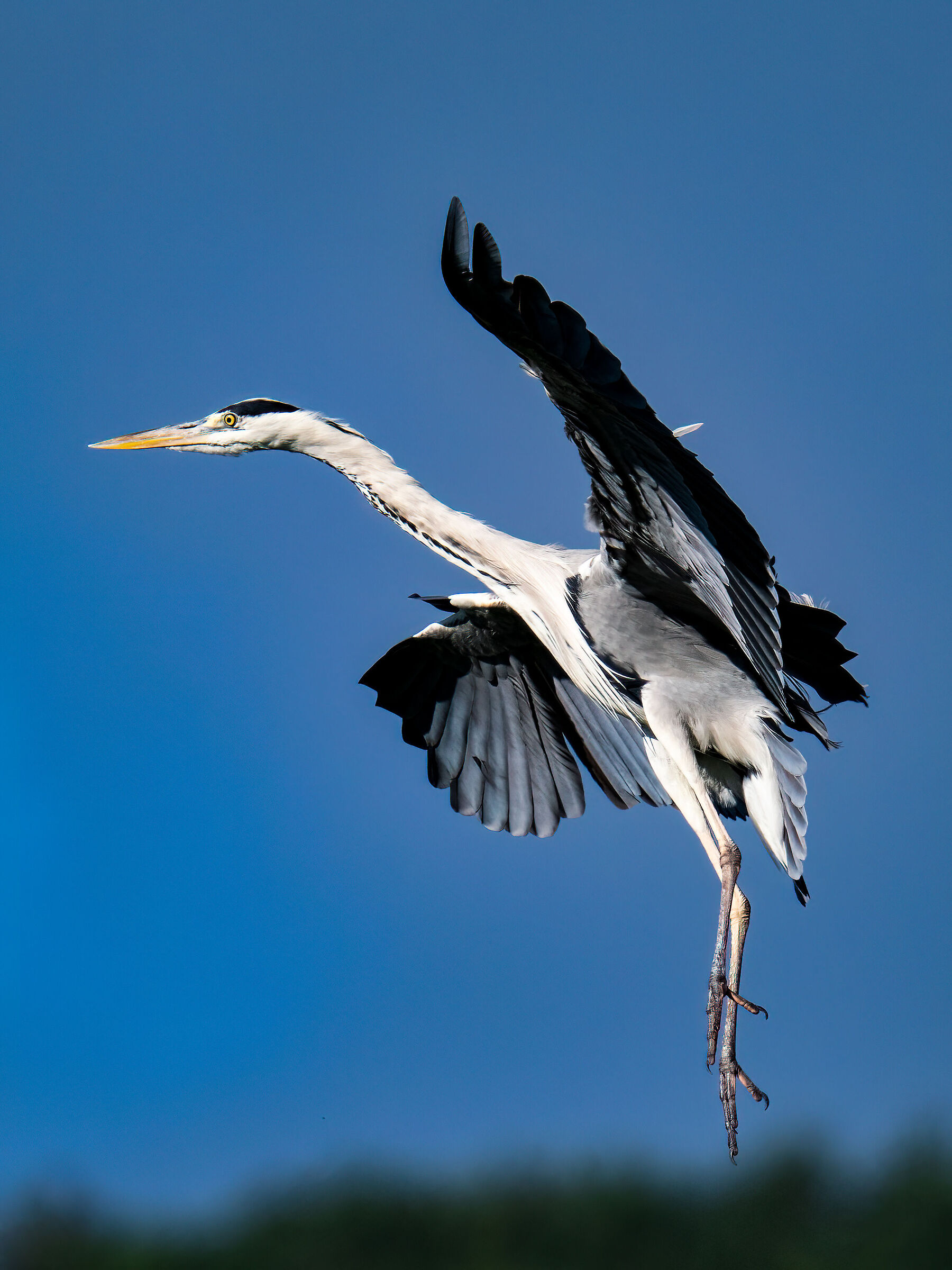 Grey heron
