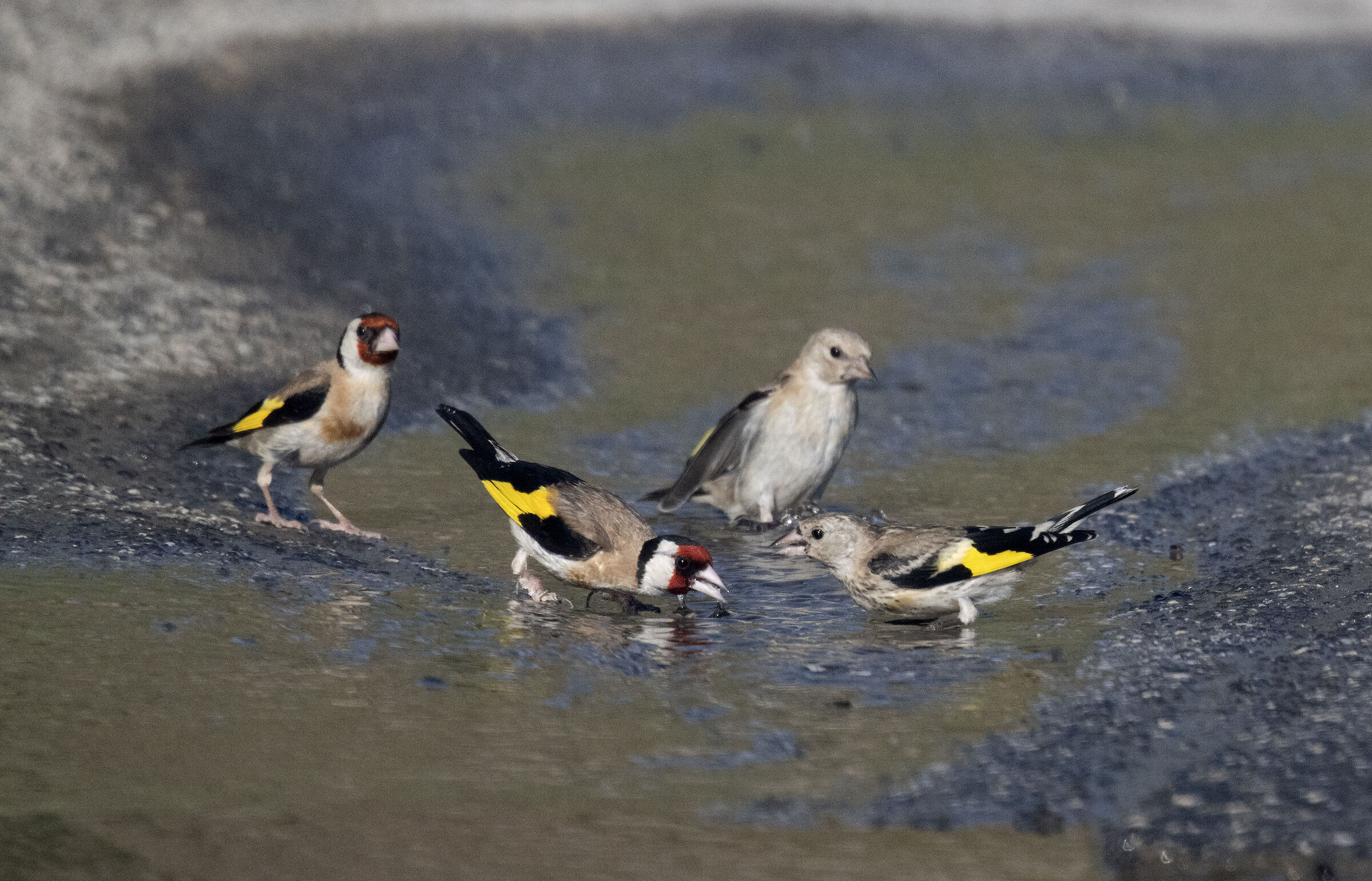 It's hot and they're thirsty