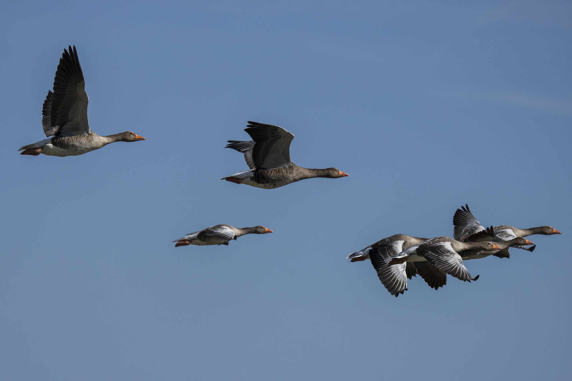 Geese in flight