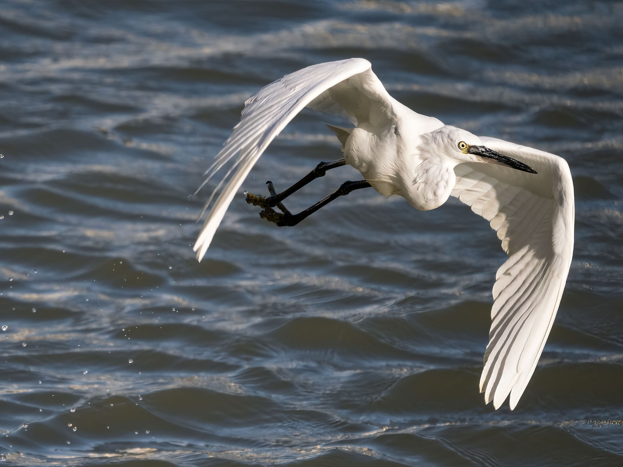 And a petty little egret