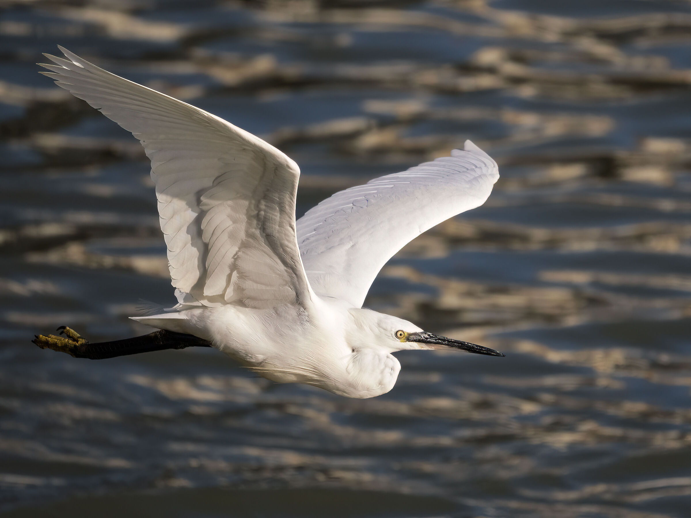 And a petty little egret