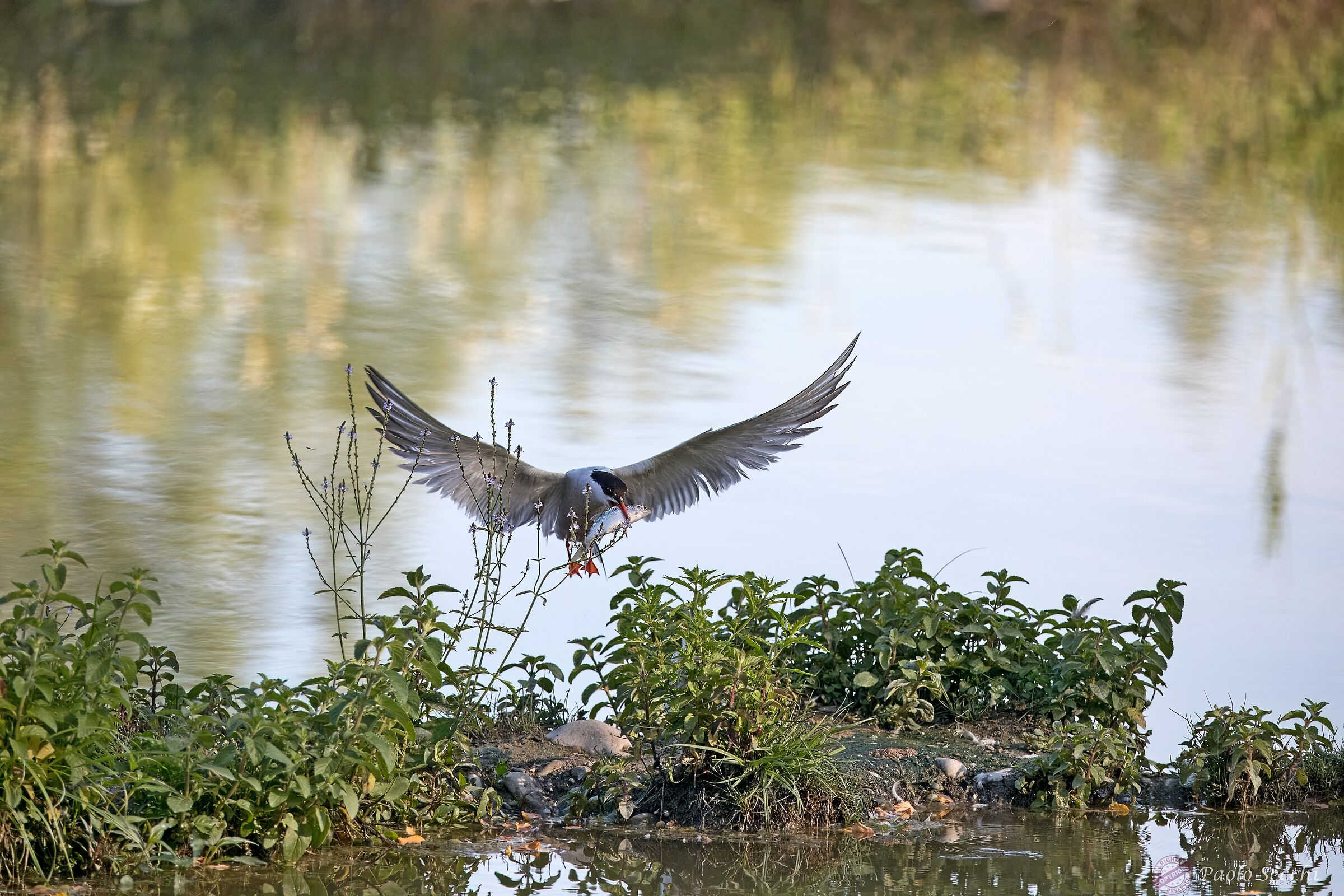 2/3 - .... here comes the "rider"....