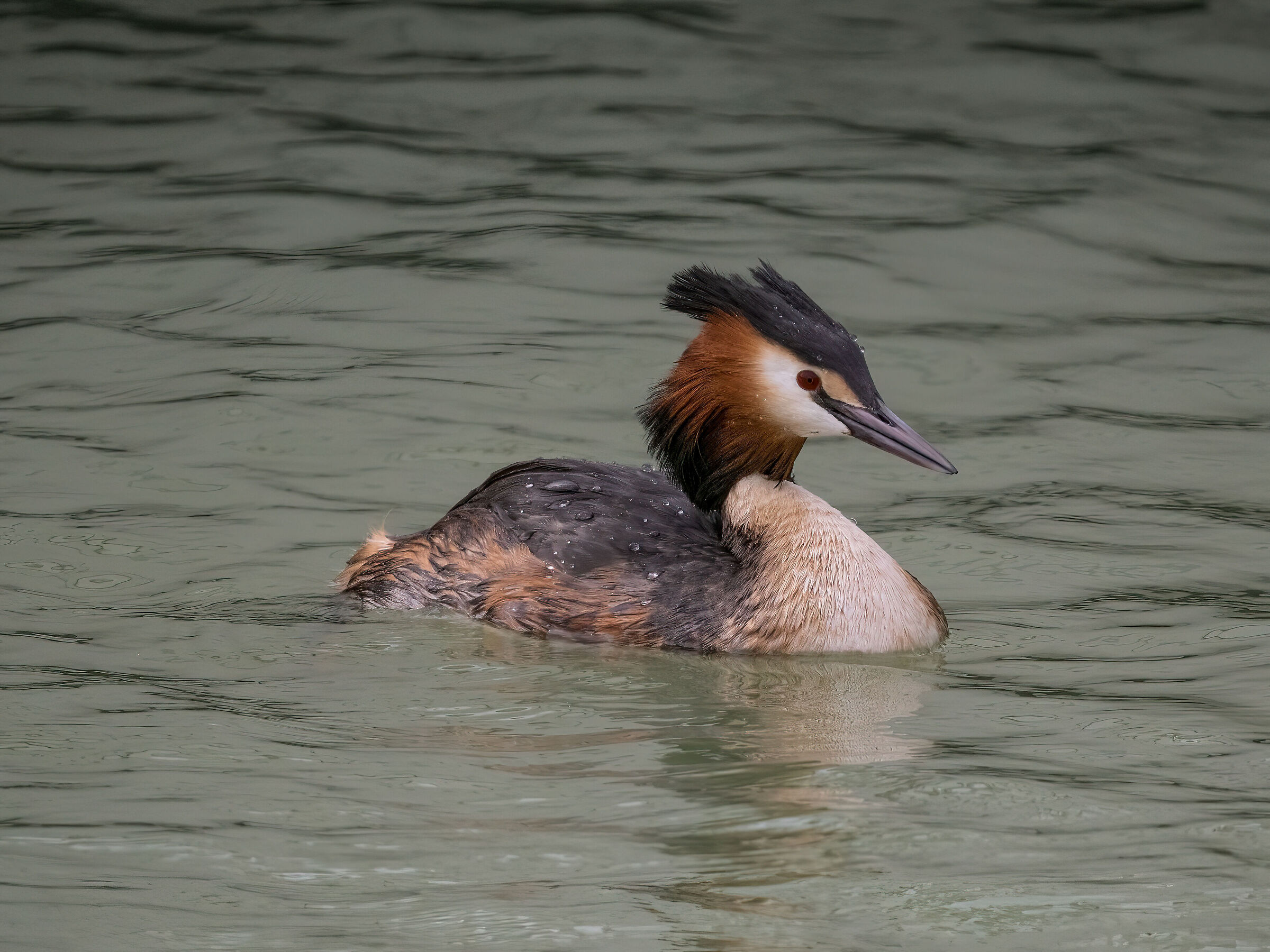 Grebe
