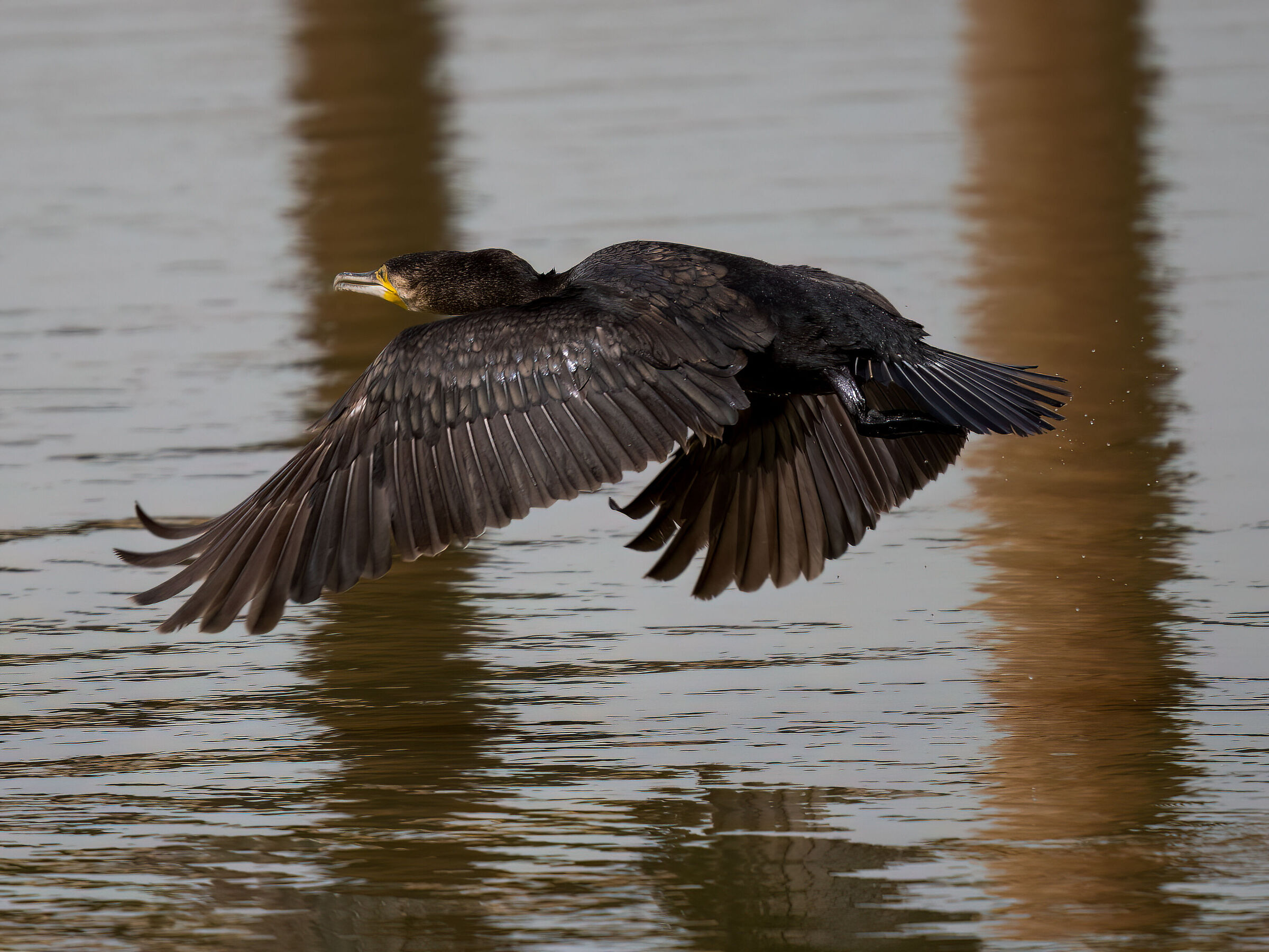 Cormorant